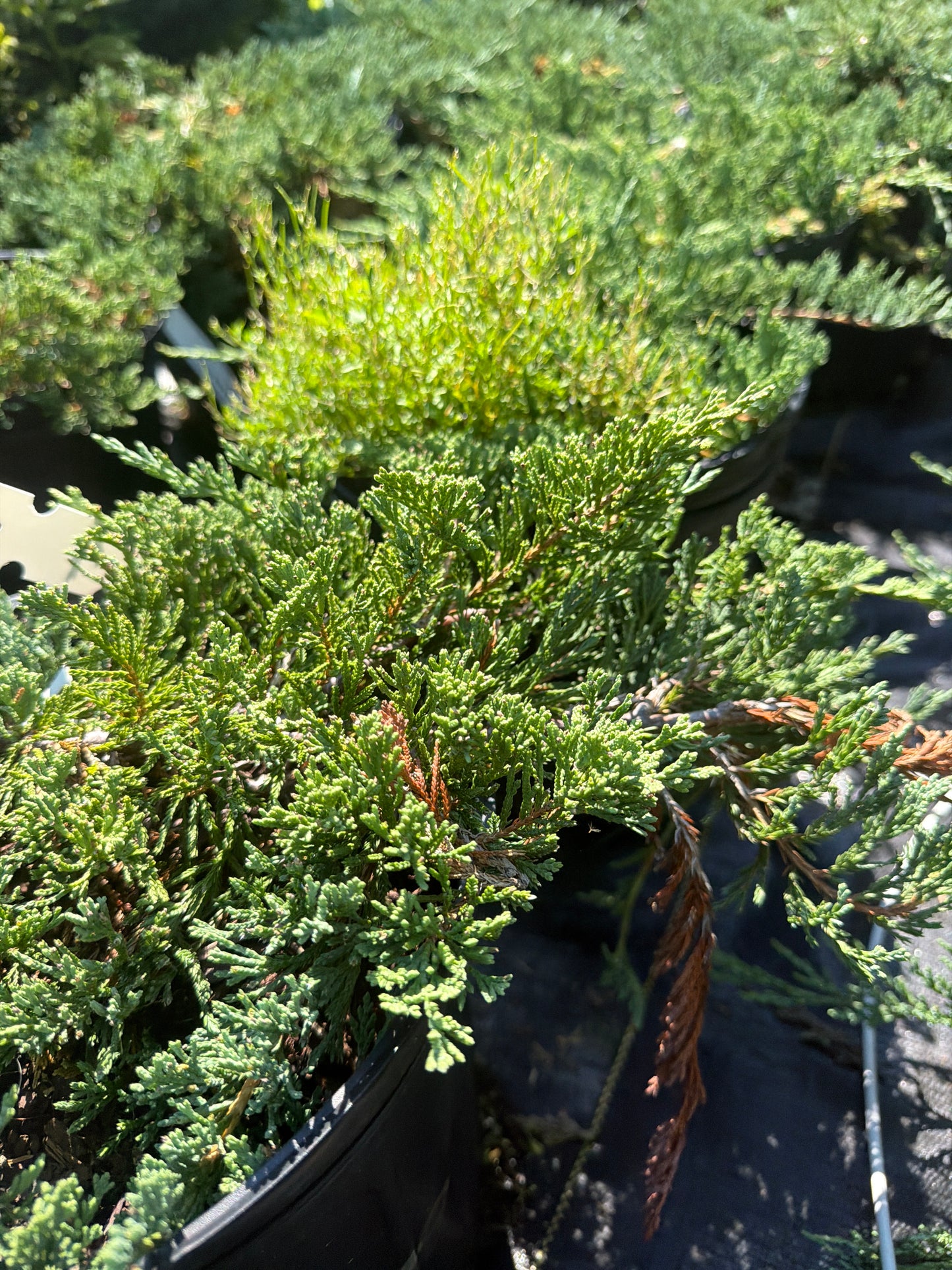 Blue Rug Juniper