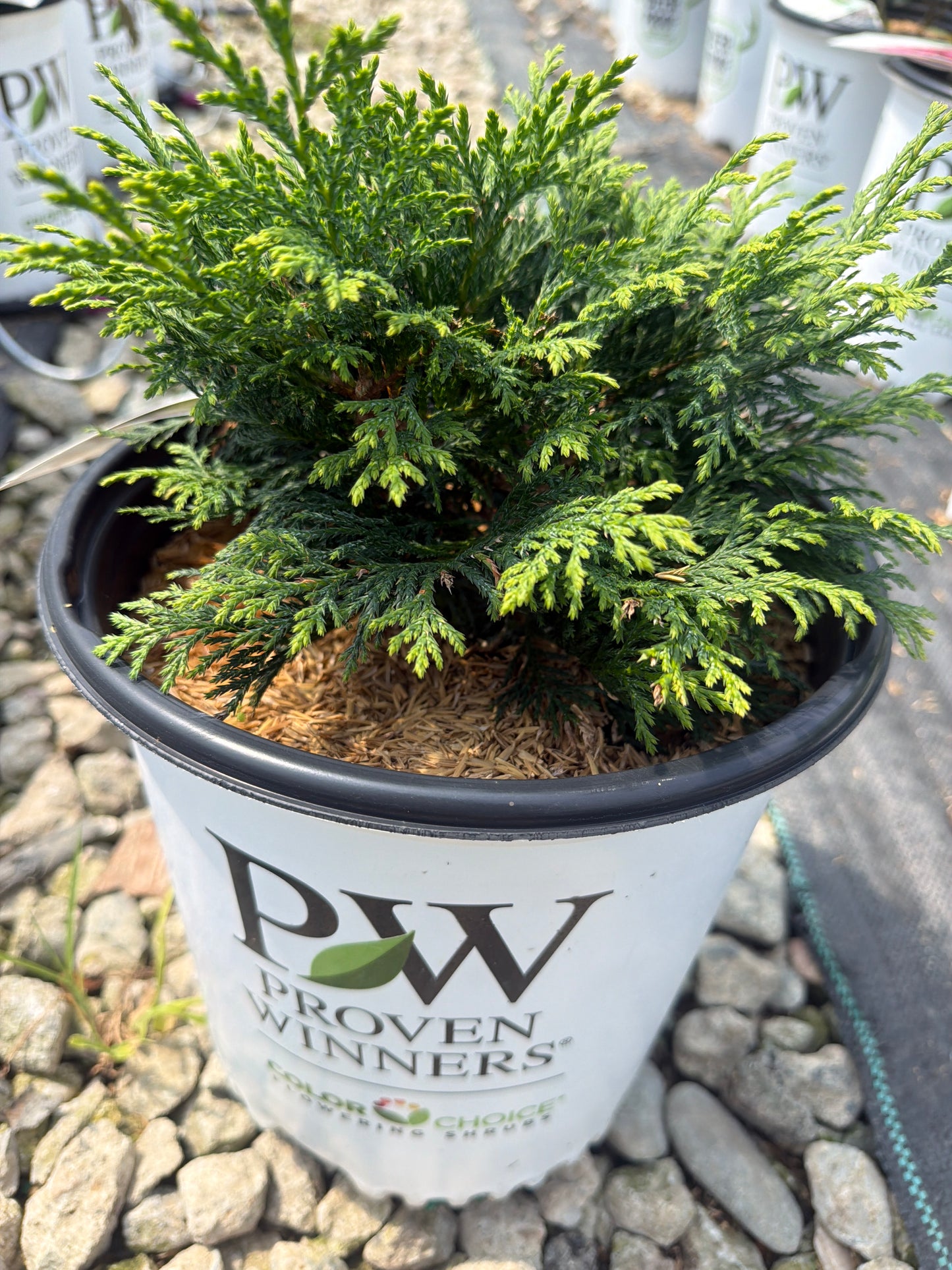 Soft Serve® False Cypress