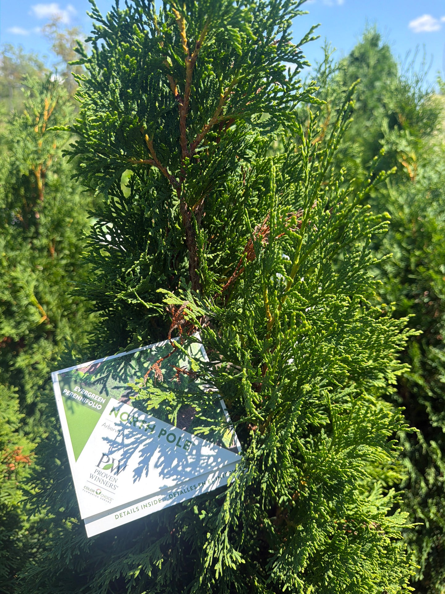 North Pole® Arborvitae