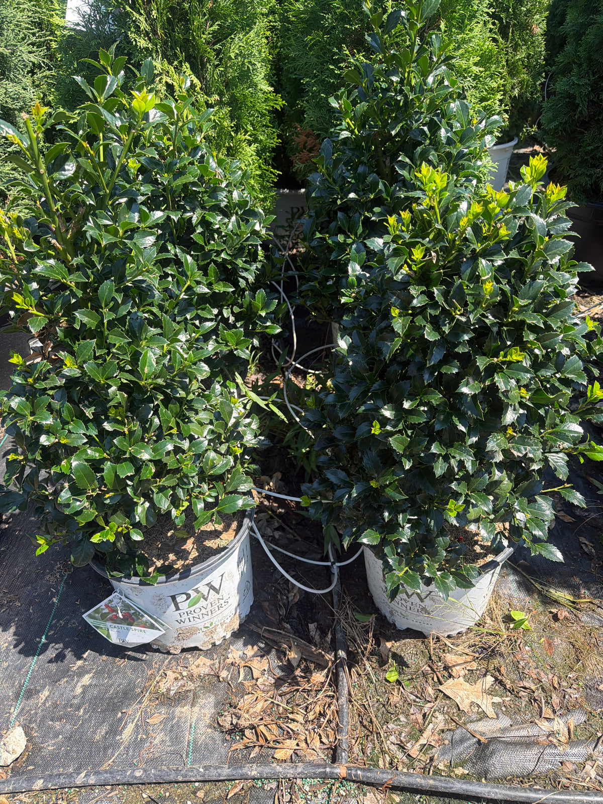 Castle Spire® Meserve Holly