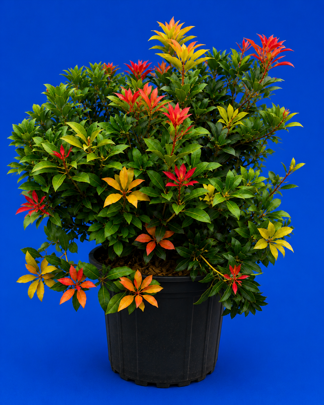 Mountain Fire Japanese Pieris