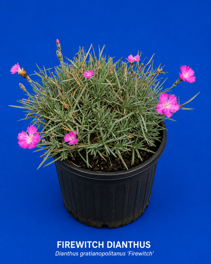 Firewitch Dianthus (#1)