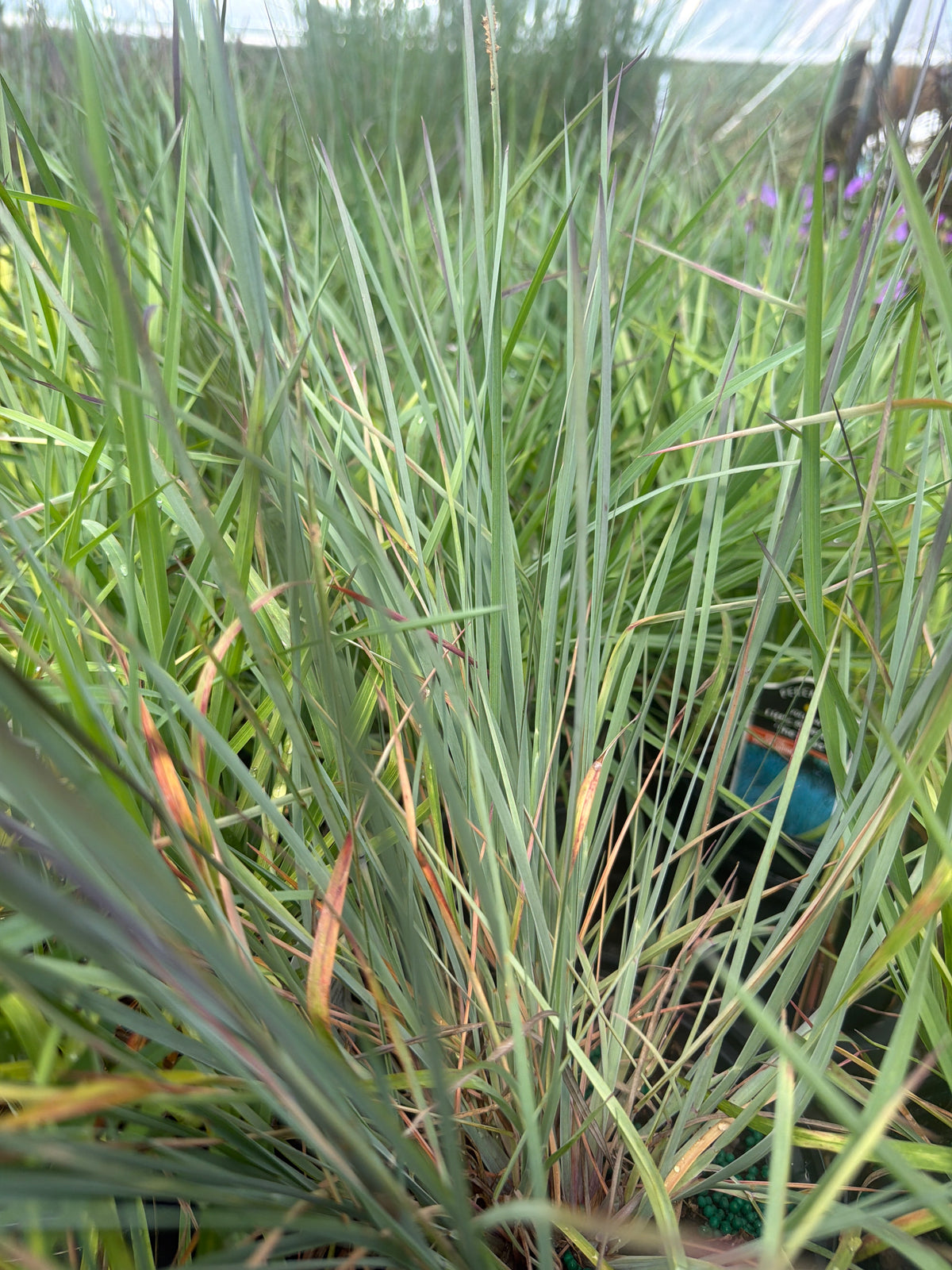 The Blues Little Bluestem