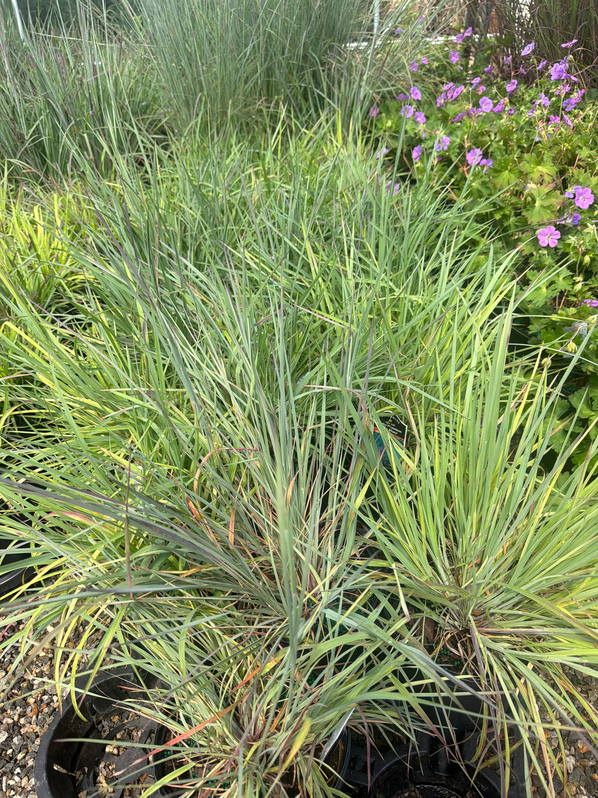 The Blues Little Bluestem