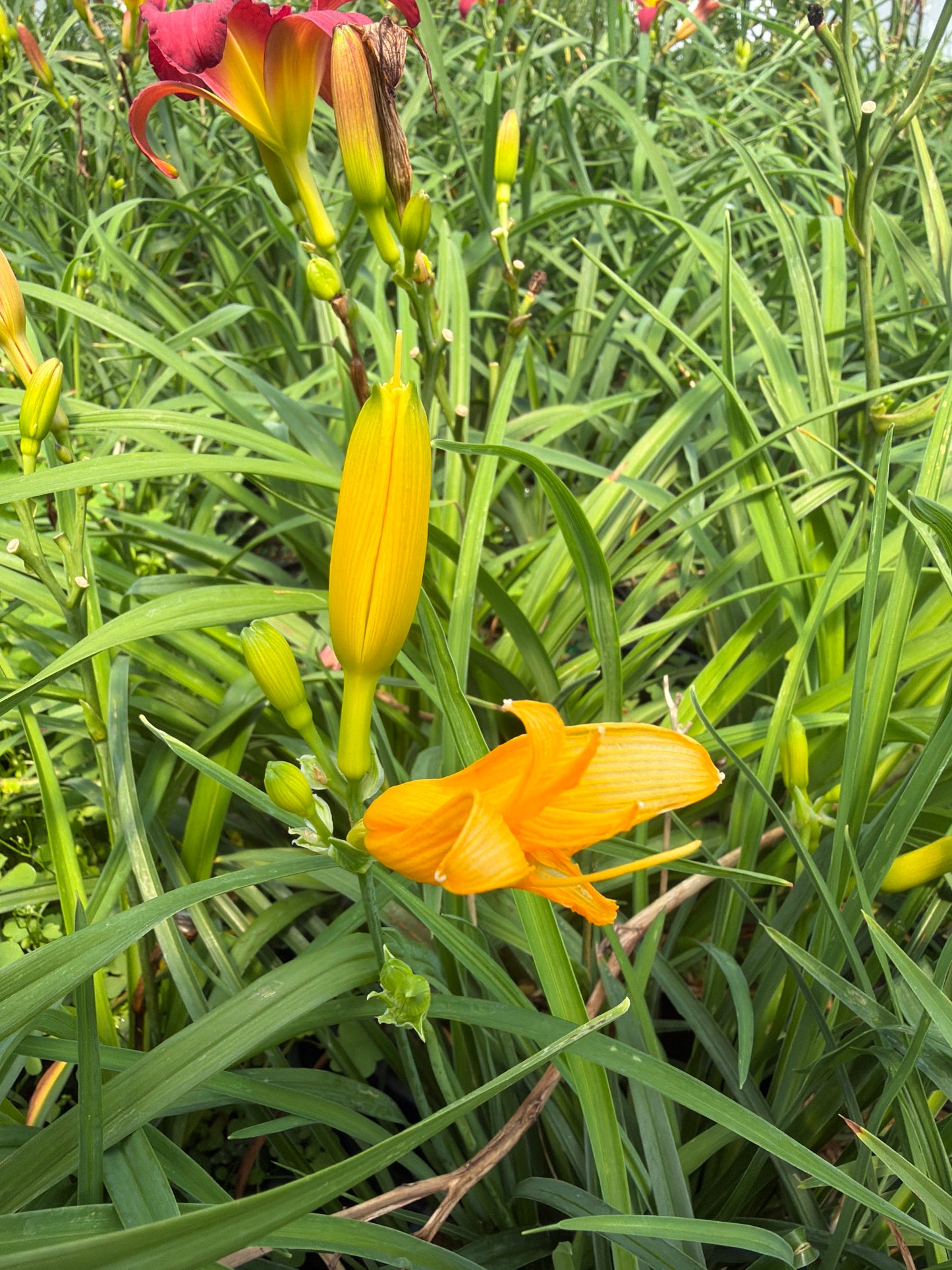 Stella de Oro Daylily (#1)