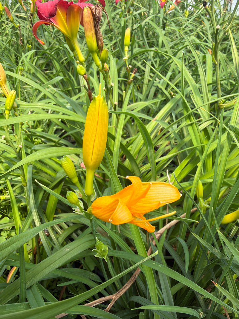 Stella de Oro Daylily (#1)