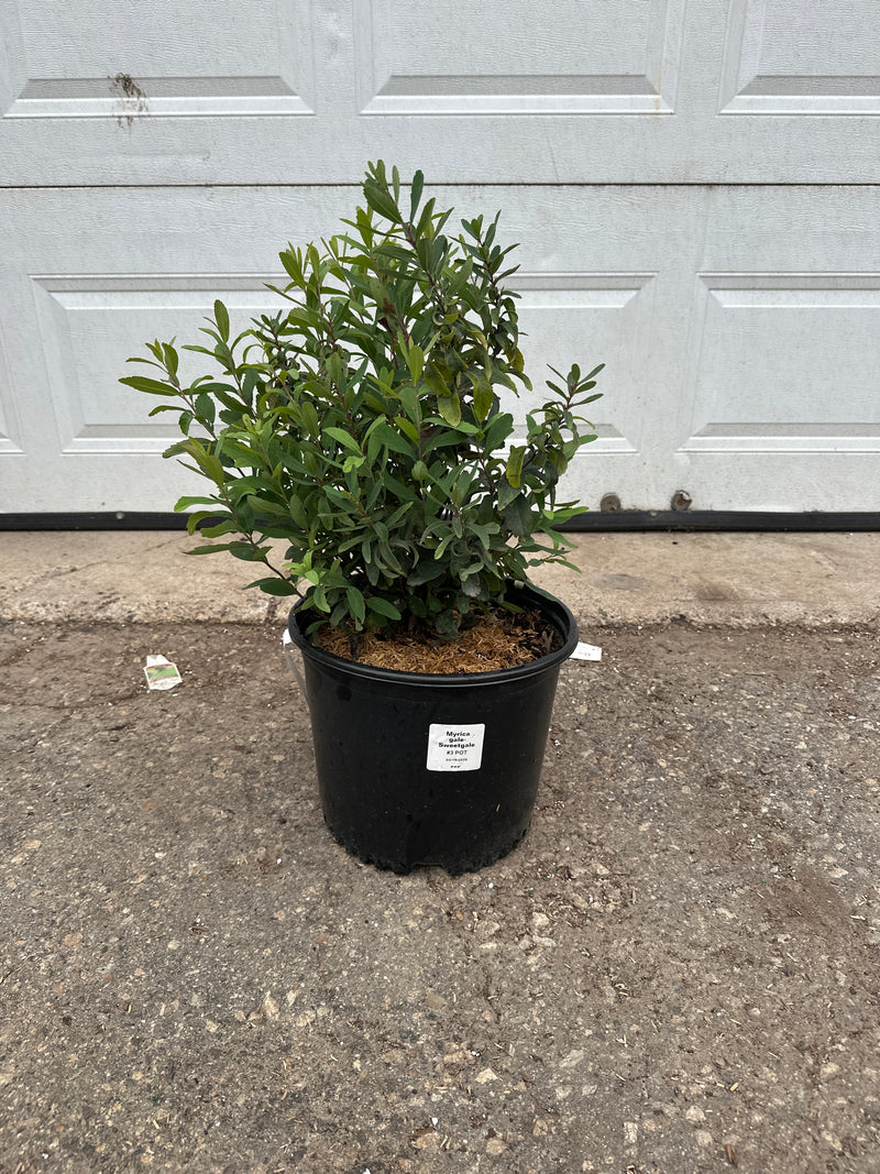 Sweet Gale (Myrica gale) native wetland shrub in a #3 nursery container