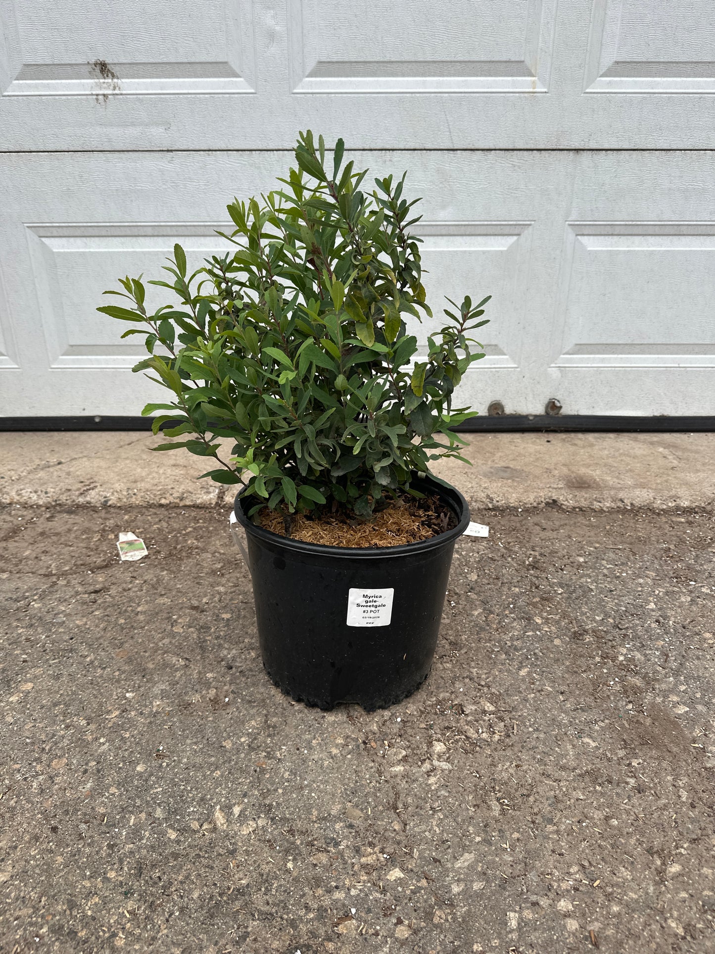 Sweet Gale (Myrica gale) native wetland shrub in a #3 nursery container