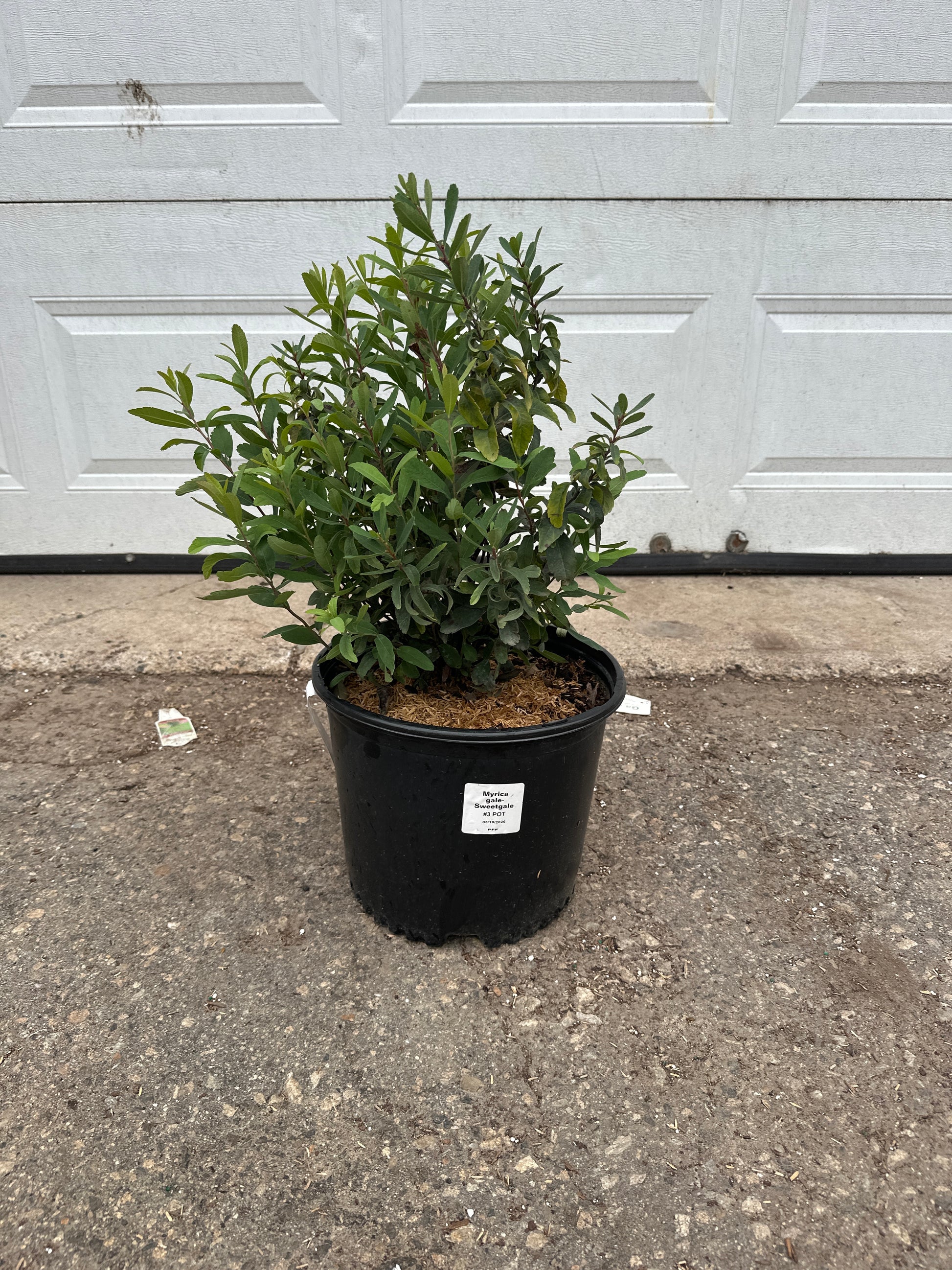 Sweet Gale (Myrica gale) native wetland shrub in a #3 nursery container