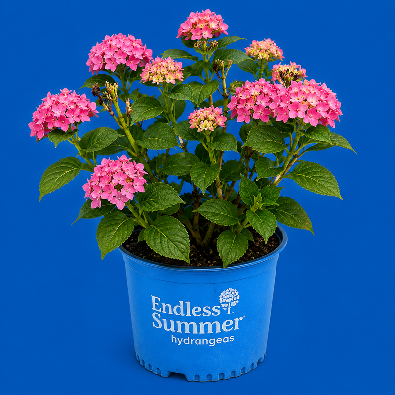 Endless Summer Hydrangea