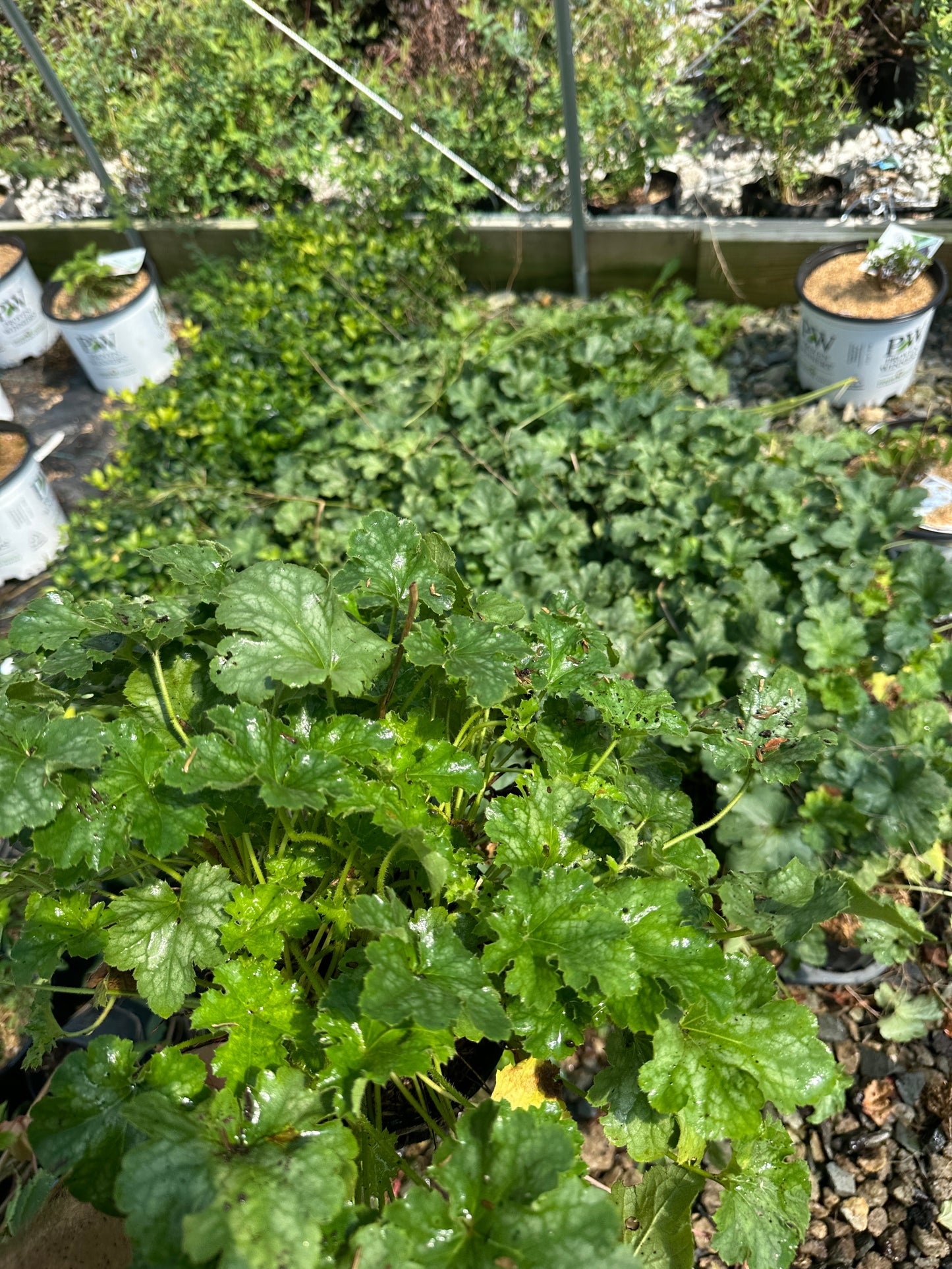 Creeping Foamflower (#1)