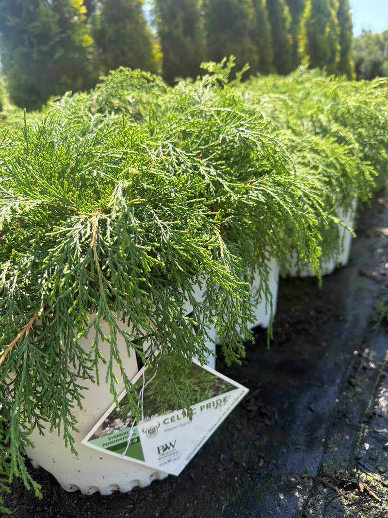 Celtic Pride® Siberian Cypress