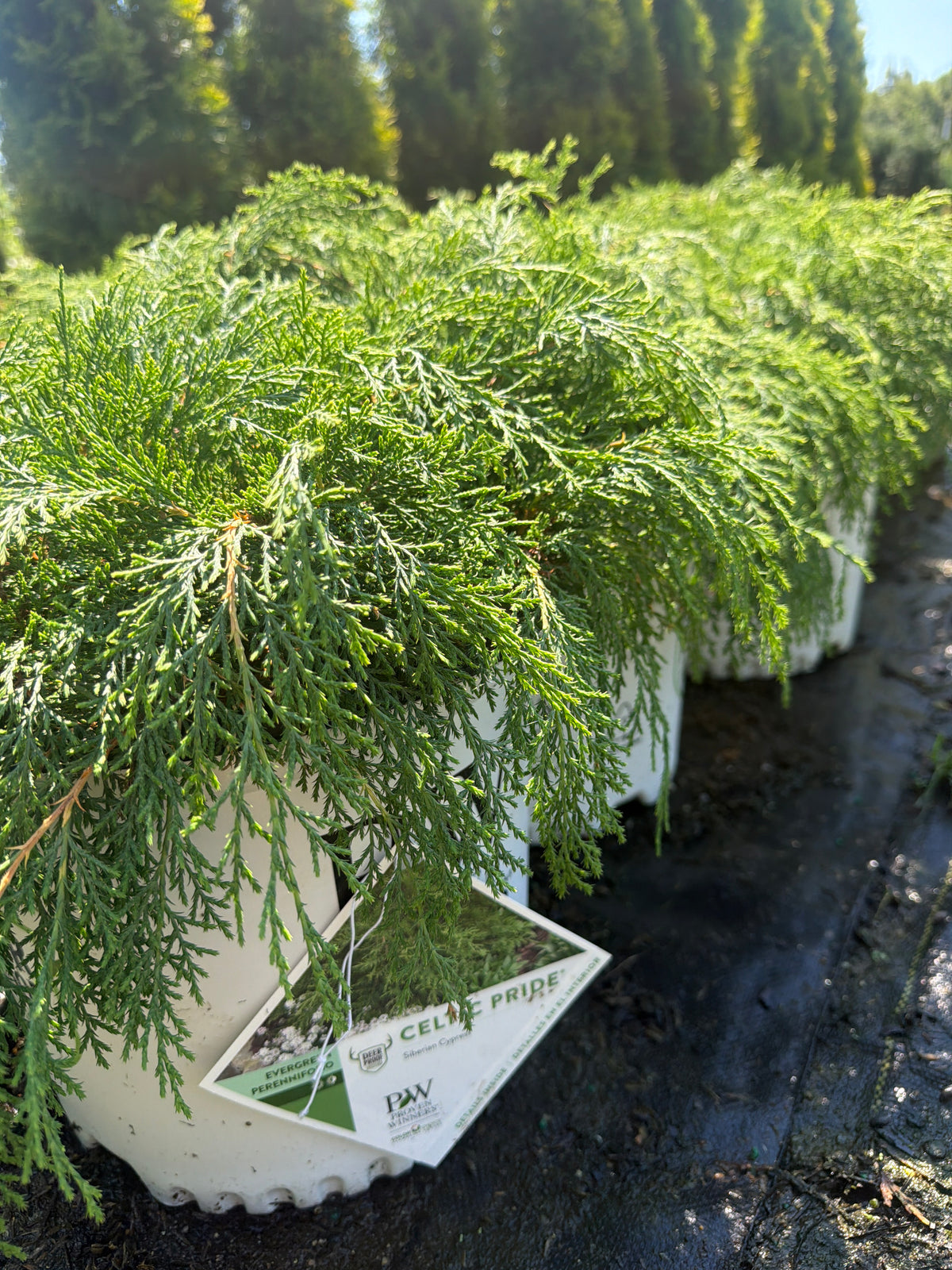 Celtic Pride® Siberian Cypress