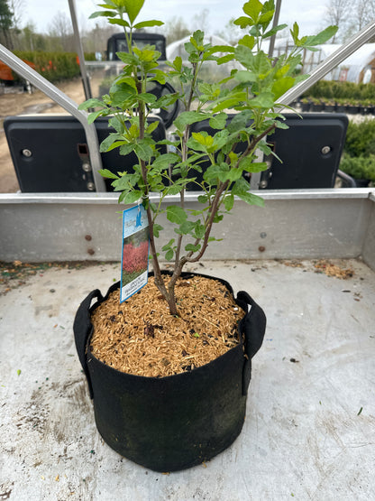 Gro-Low Fragrant Sumac