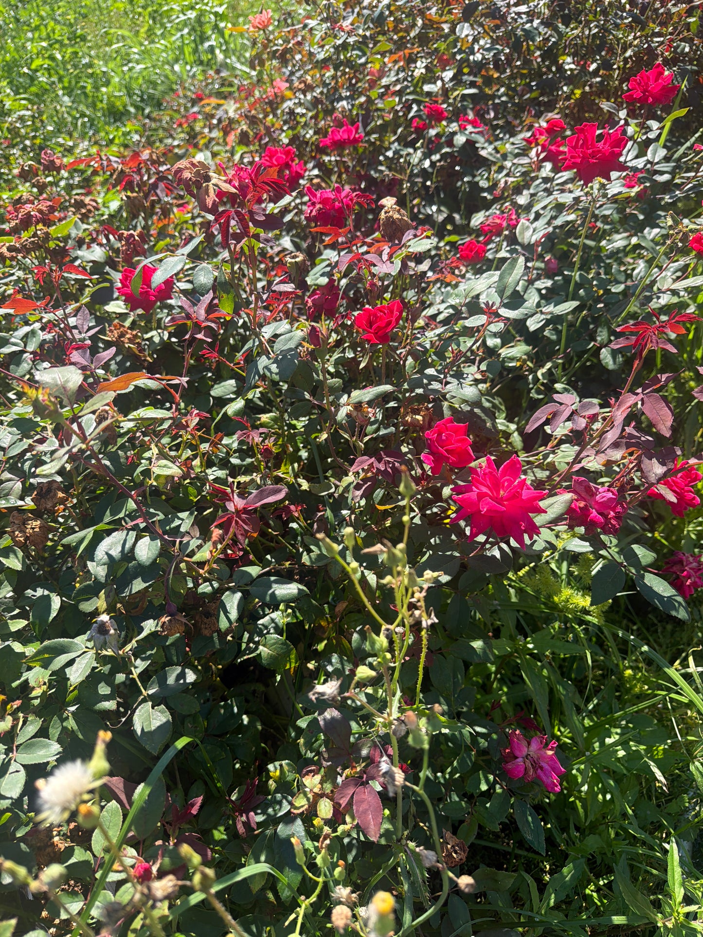 Knock Out® Double Red Rose