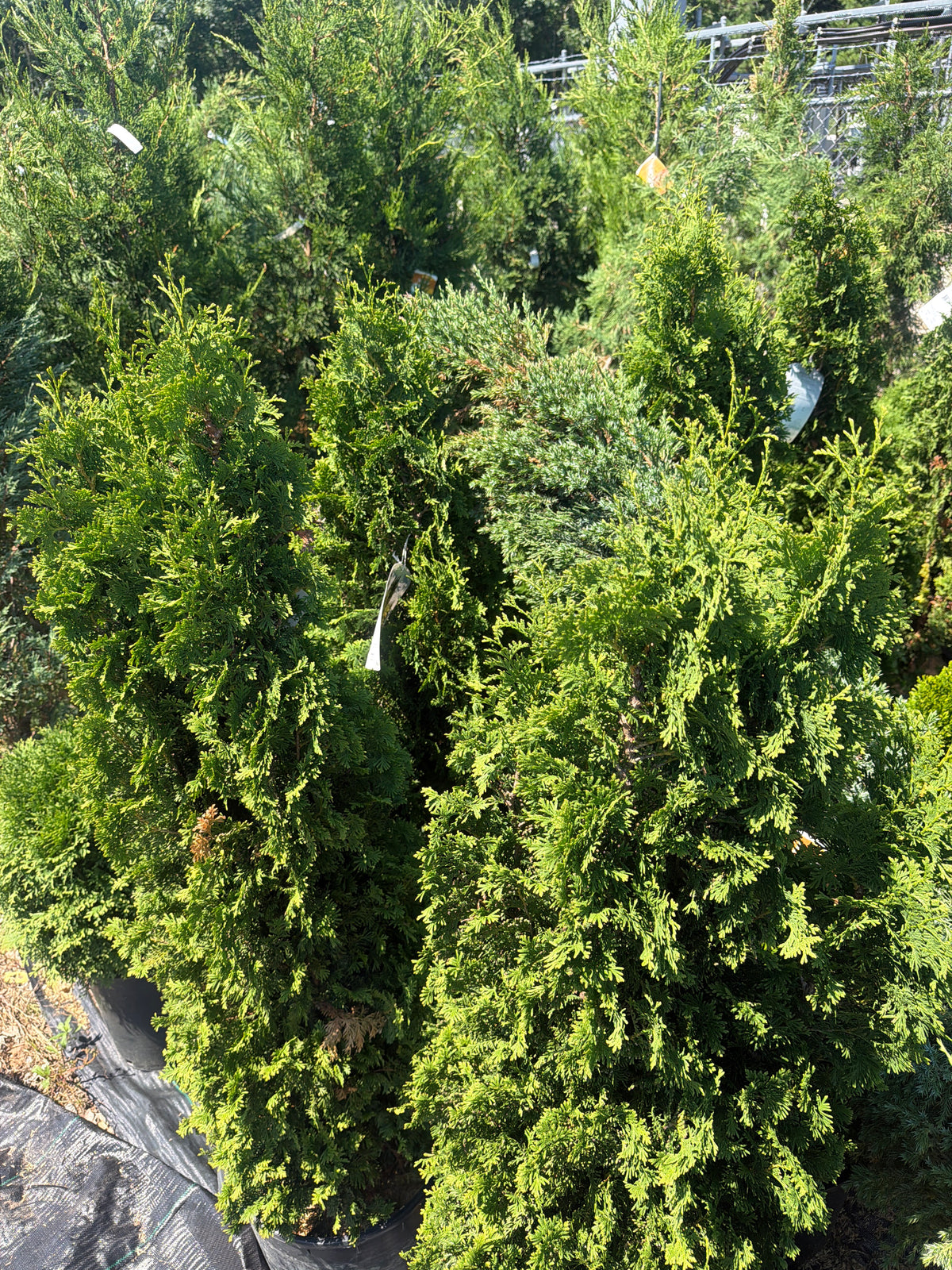 Degroot's Spire Arborvitae