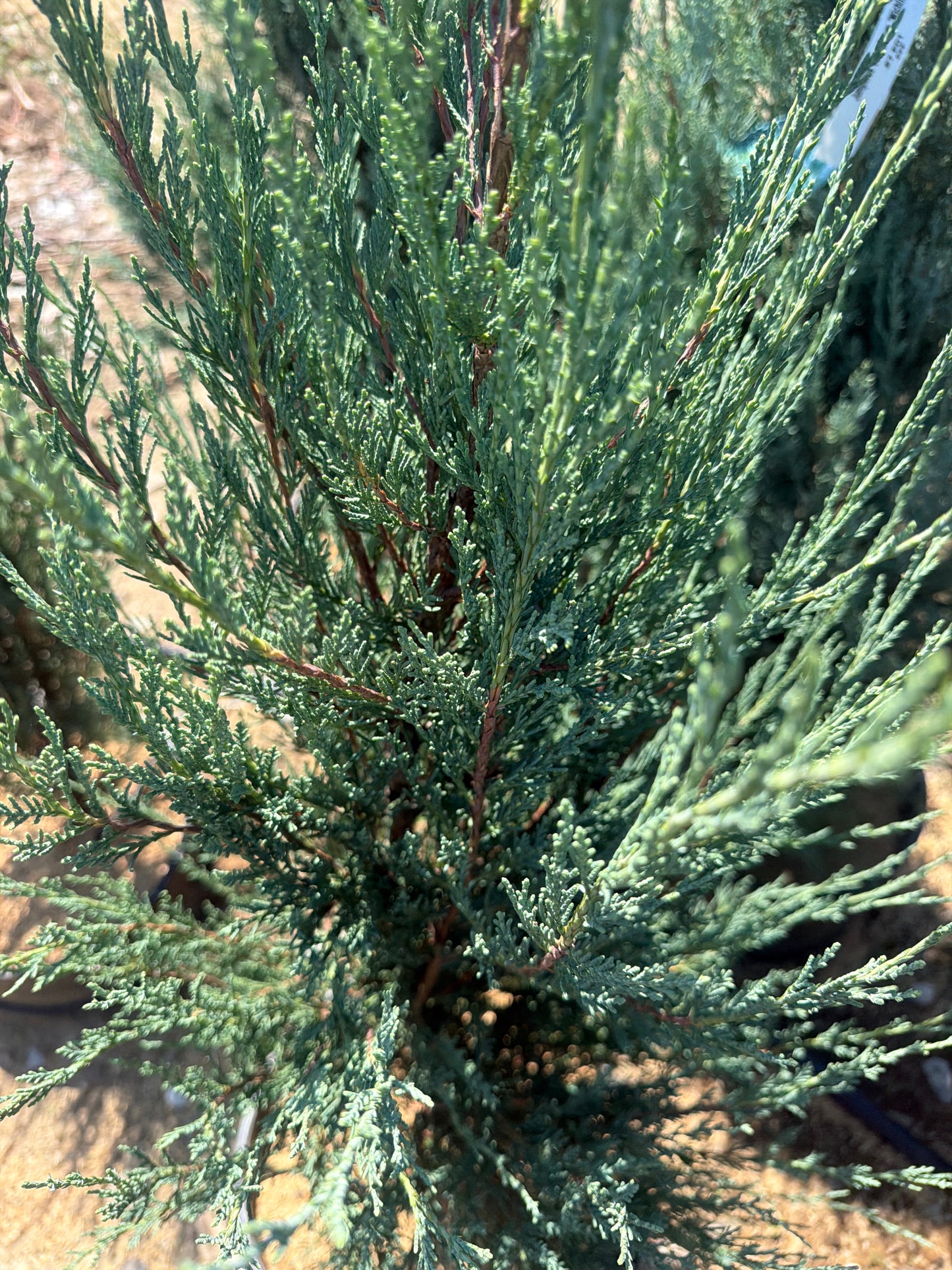 Skyrocket Juniper