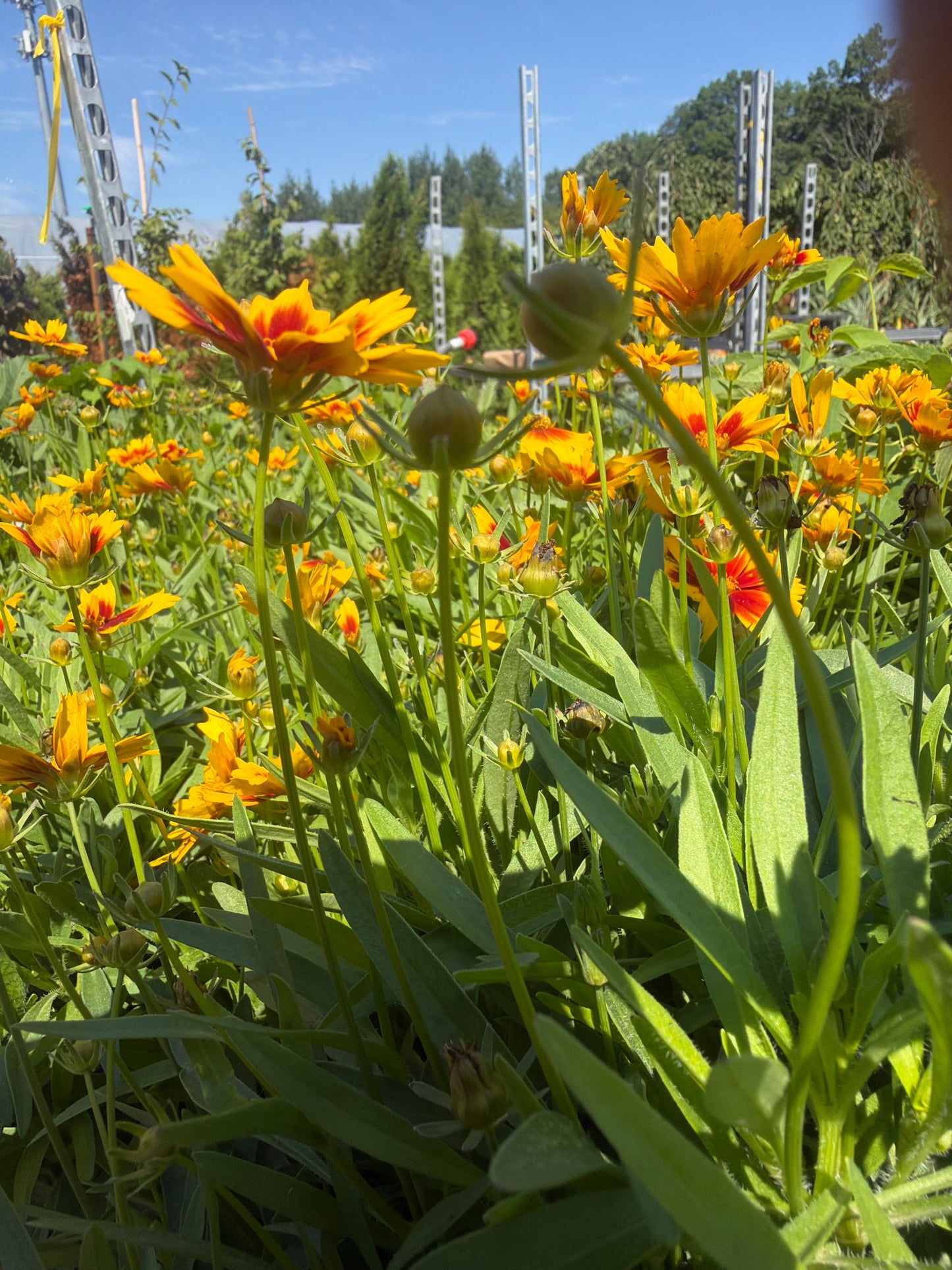 Uptick Gold & Bronze Coreopsis