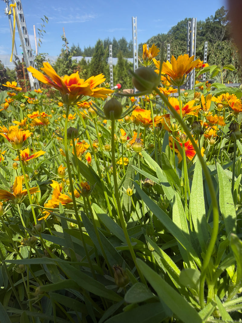 UpTick Yellow & Red Coreopsis (#1)
