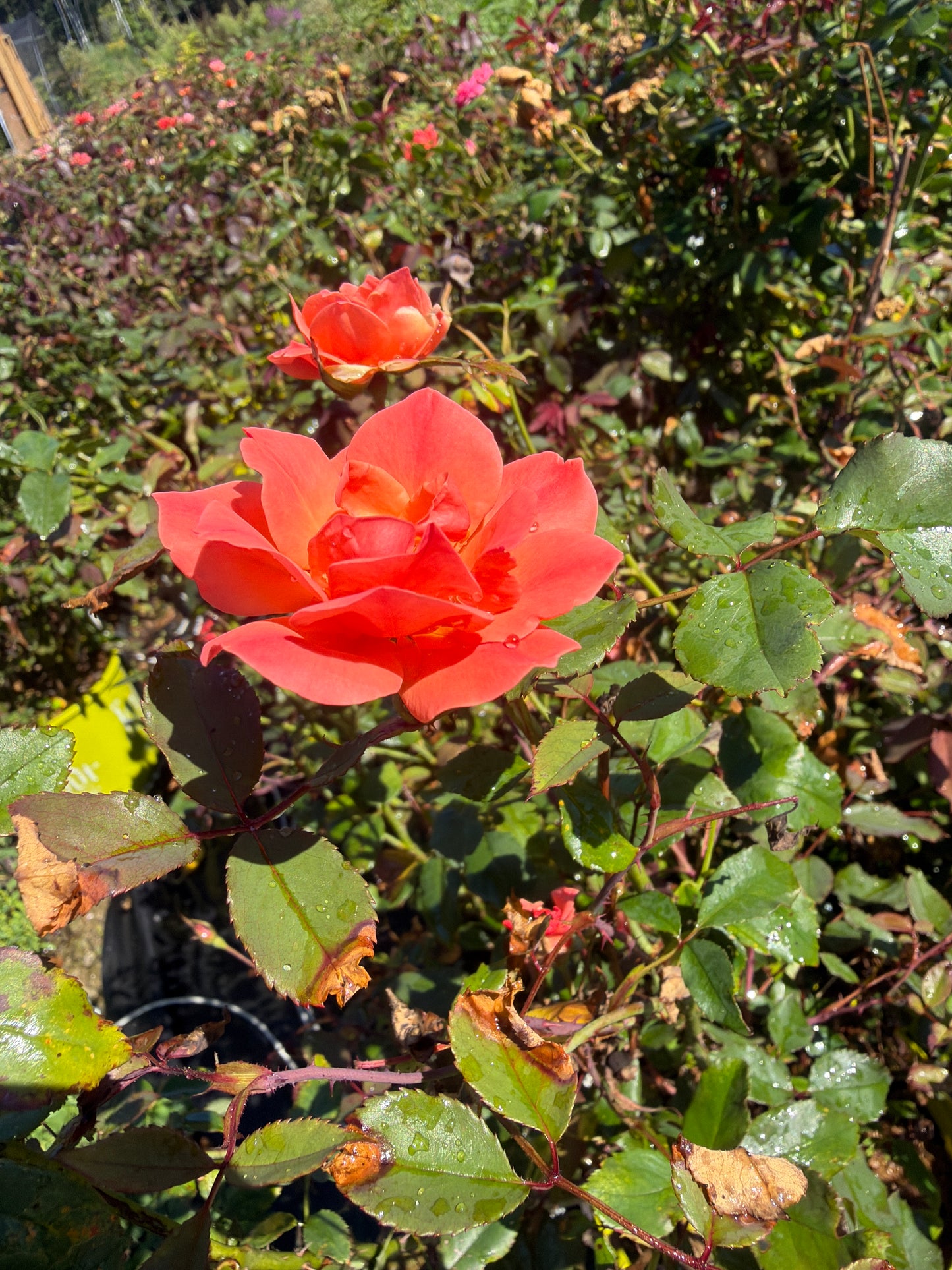 Coral Knock Out® Rose