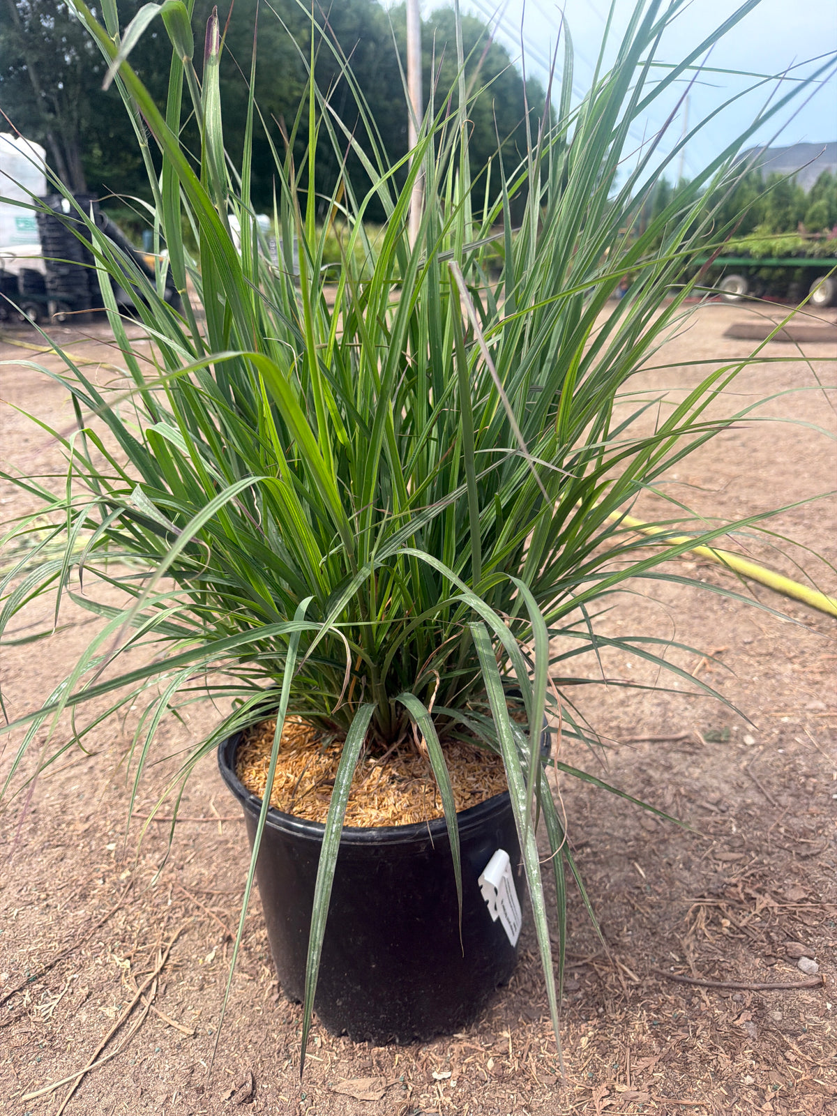 Red October Bluestem