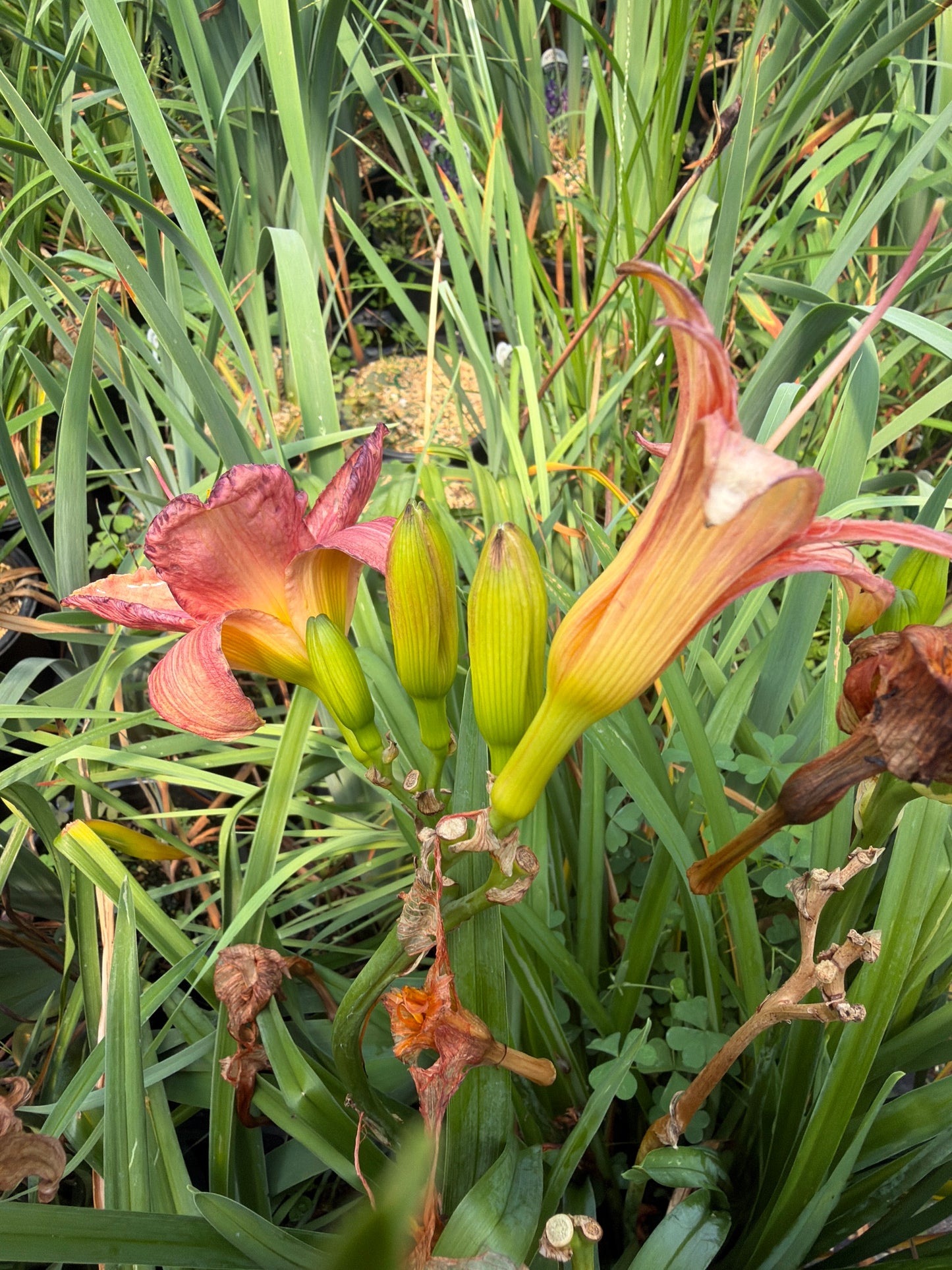 Rosy Returns Daylily (#1)