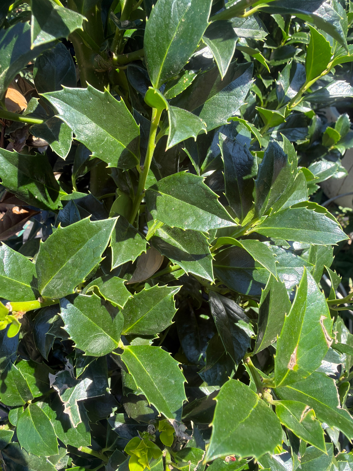 Castle Spire® Meserve Holly