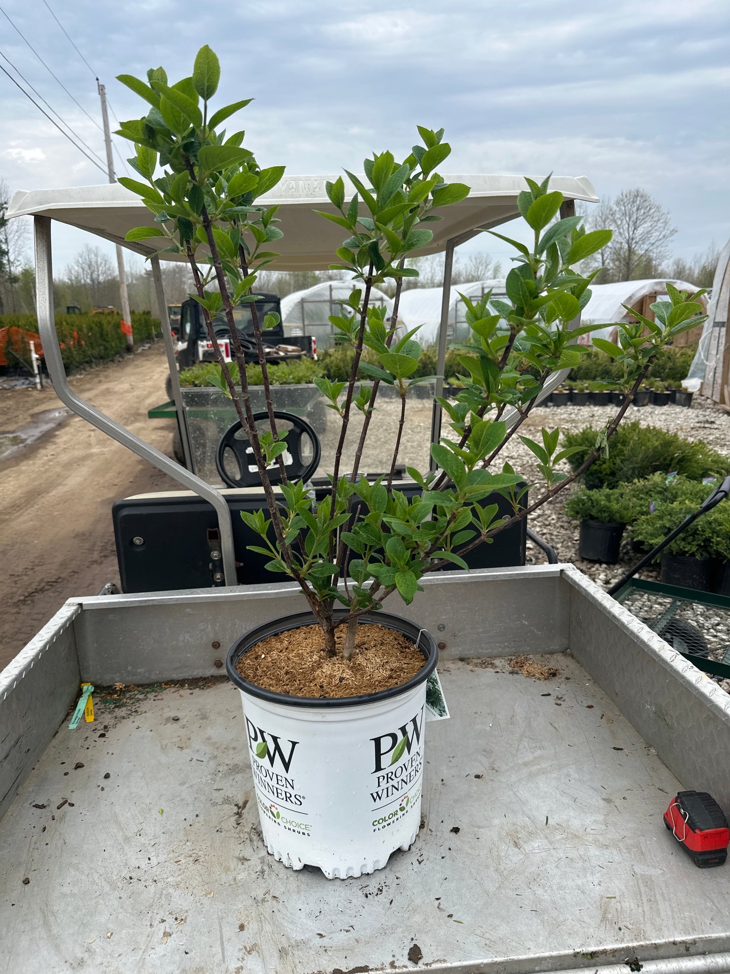 Bulk Hydrangea