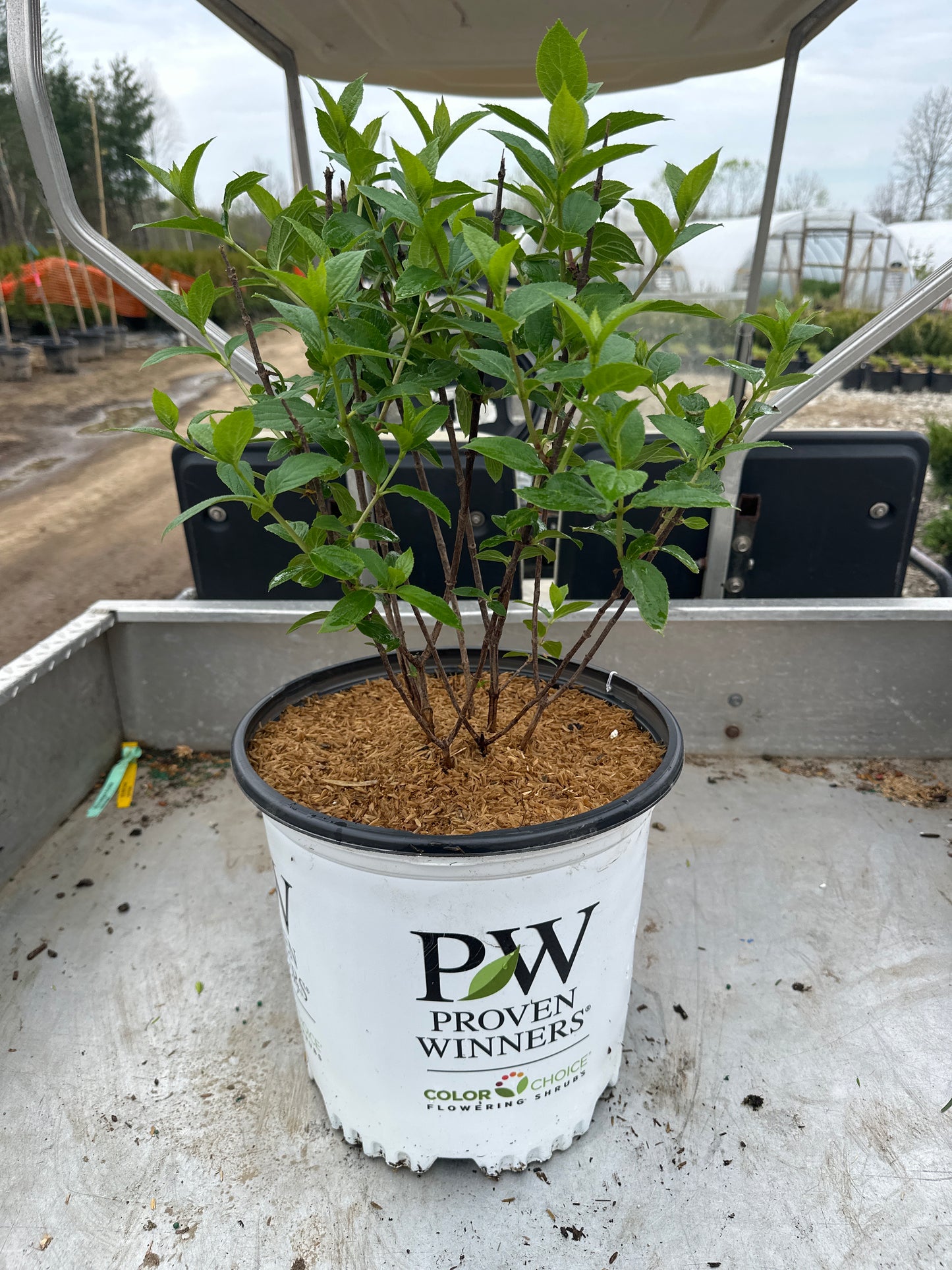 Limelight Prime® Hydrangea