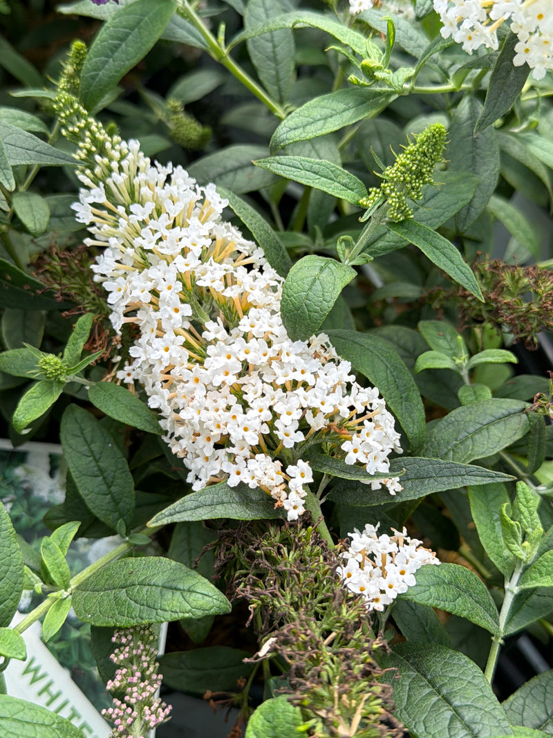Pugster White® Butterfly Bush