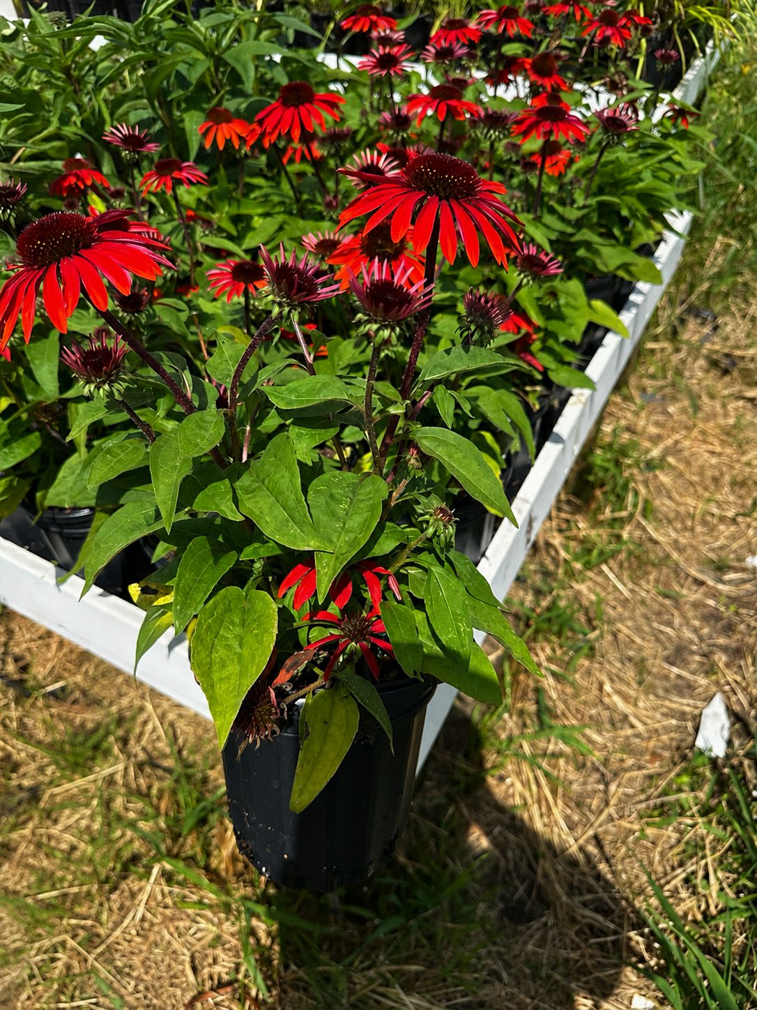 Sombrero Sangrita Echinacea (#1)