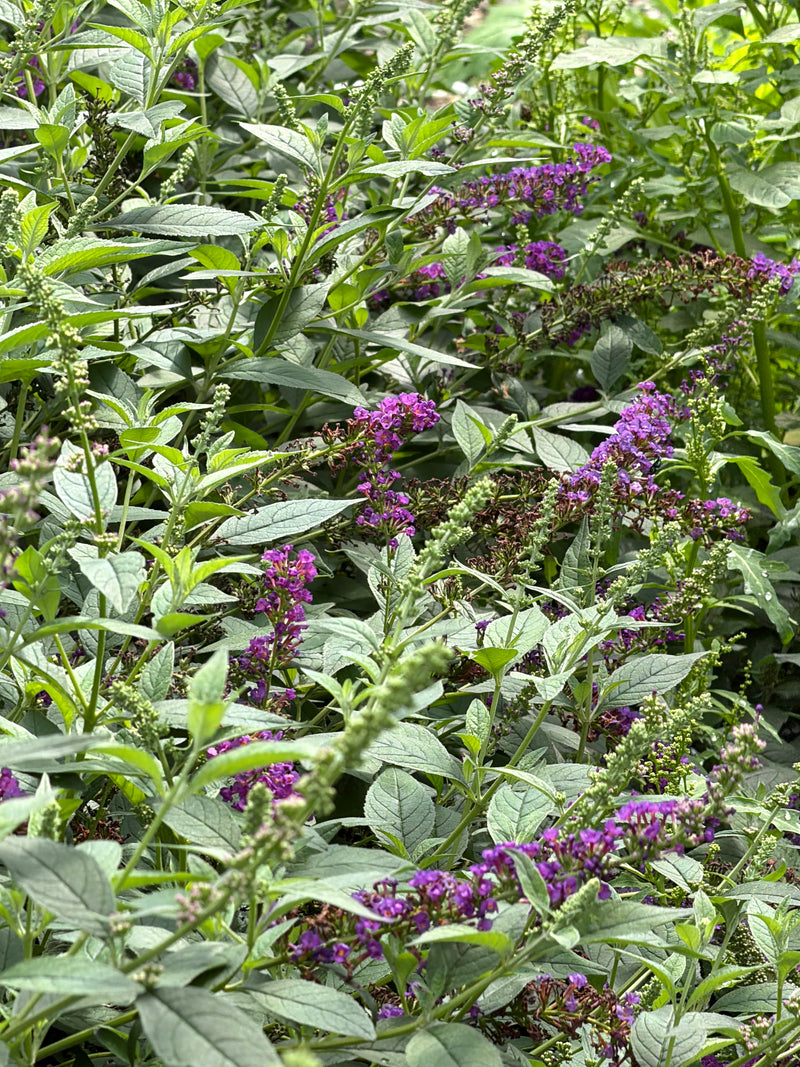 Miss Violet Butterfly Bush