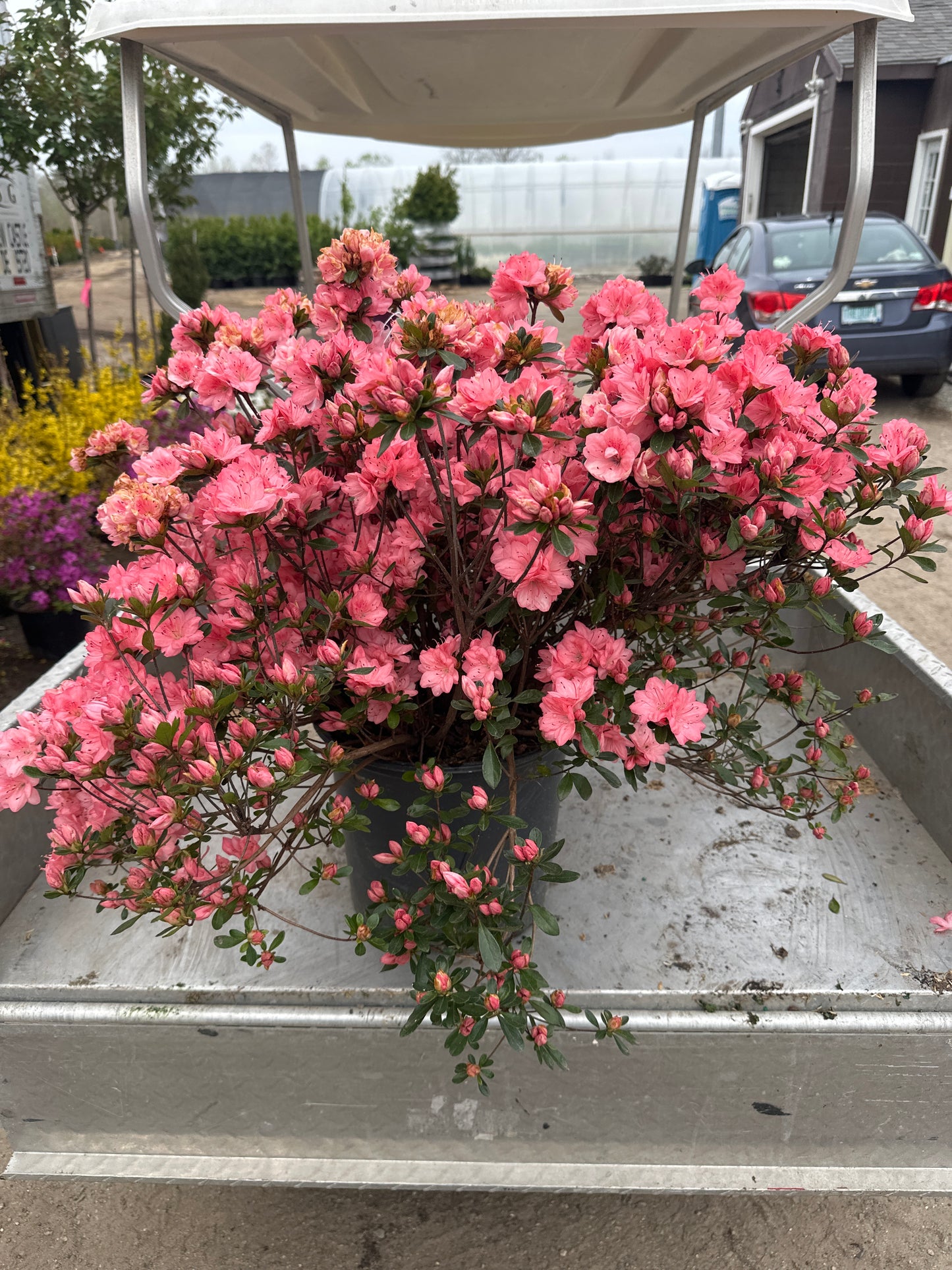 Blaauw's Pink Azalea