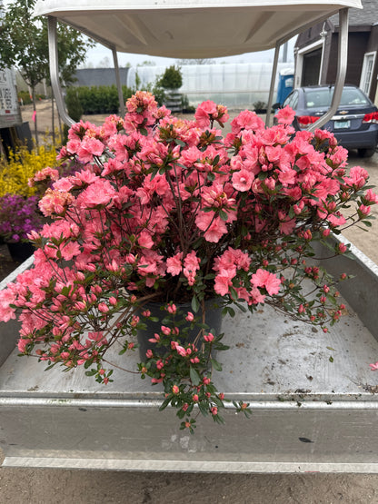 Blaauw's Pink Azalea