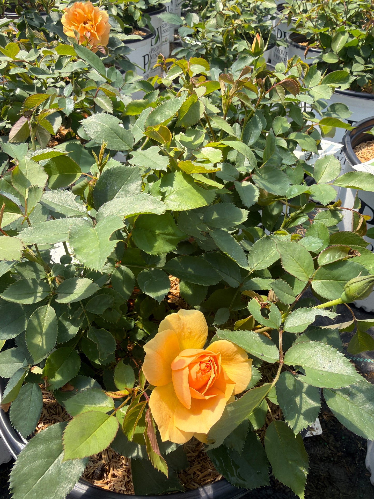 Reminiscent® Ginger Rose