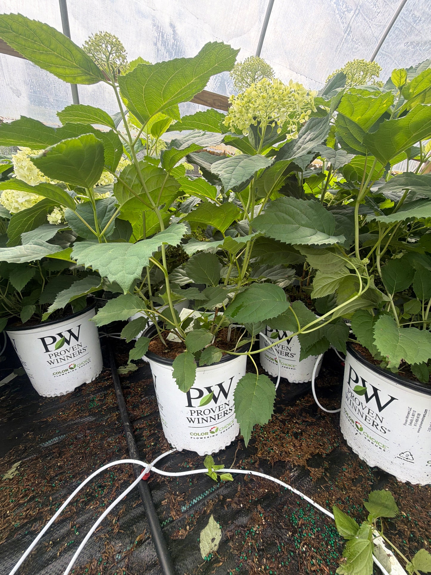 Incrediball Storm Proof™ Smooth Hydrangea