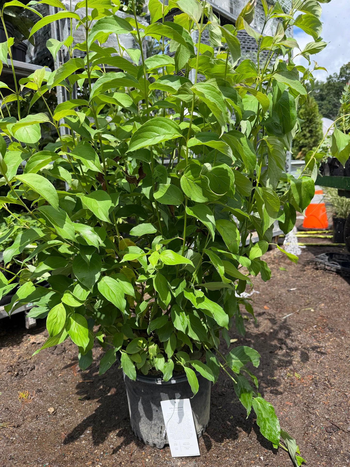 Gray Dogwood