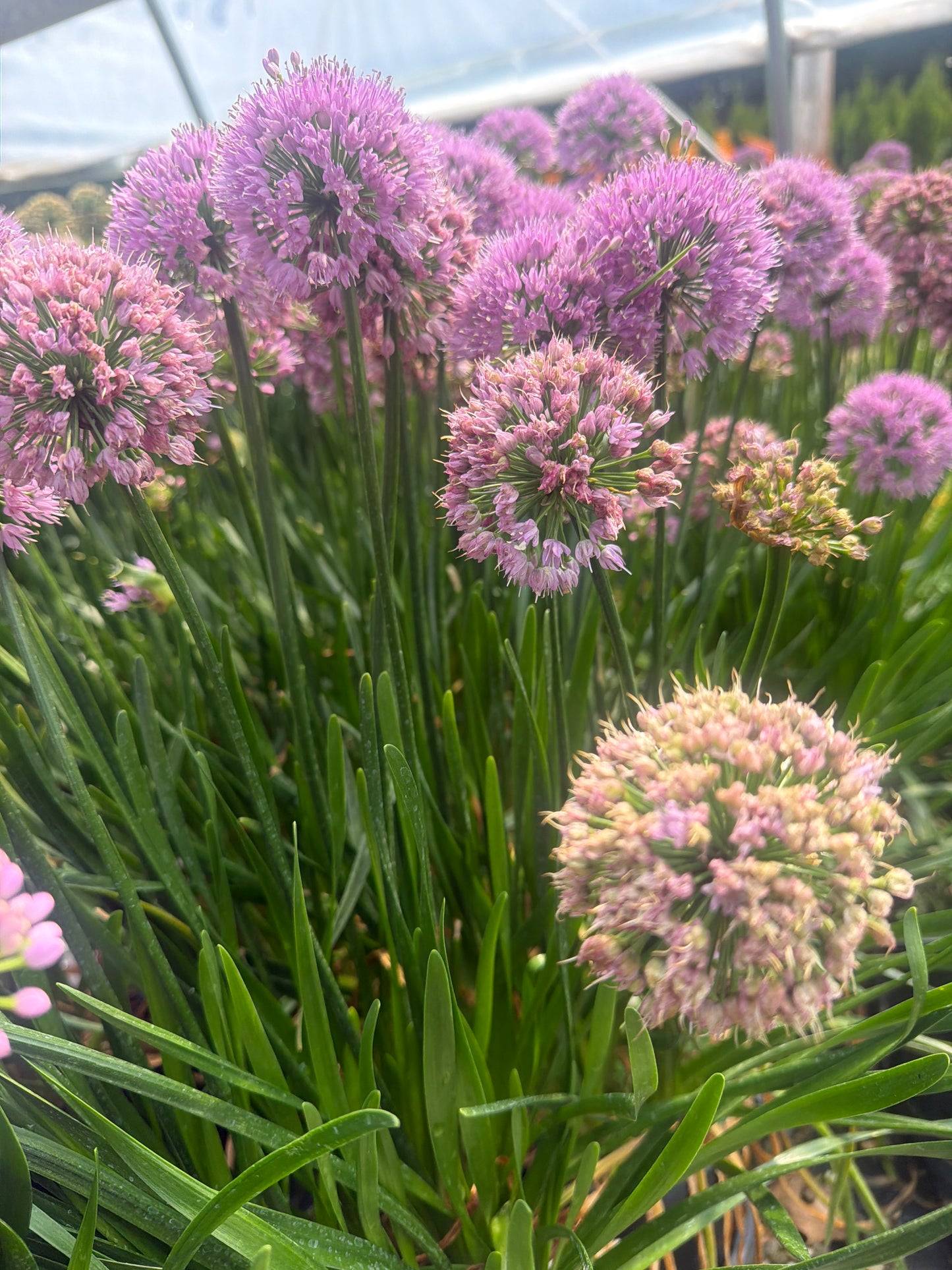 Millenium Ornamental Onion (#1)