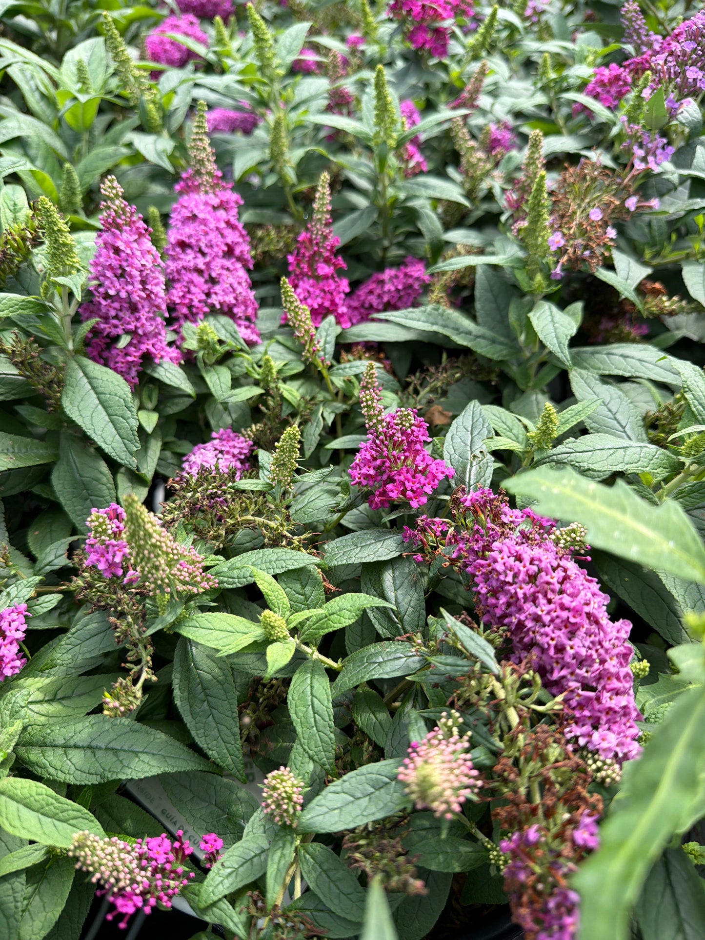 Pugster Pico Punch Butterfly Bush