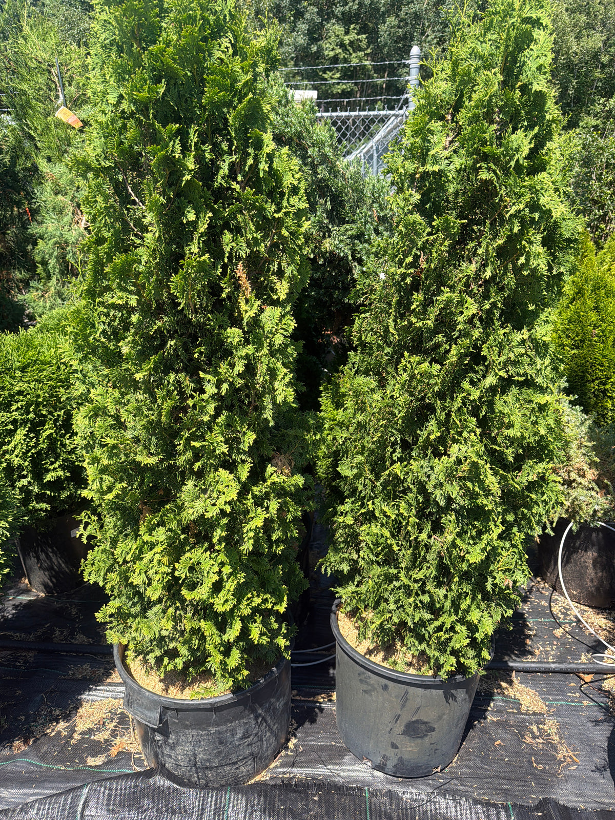 Degroot's Spire Arborvitae