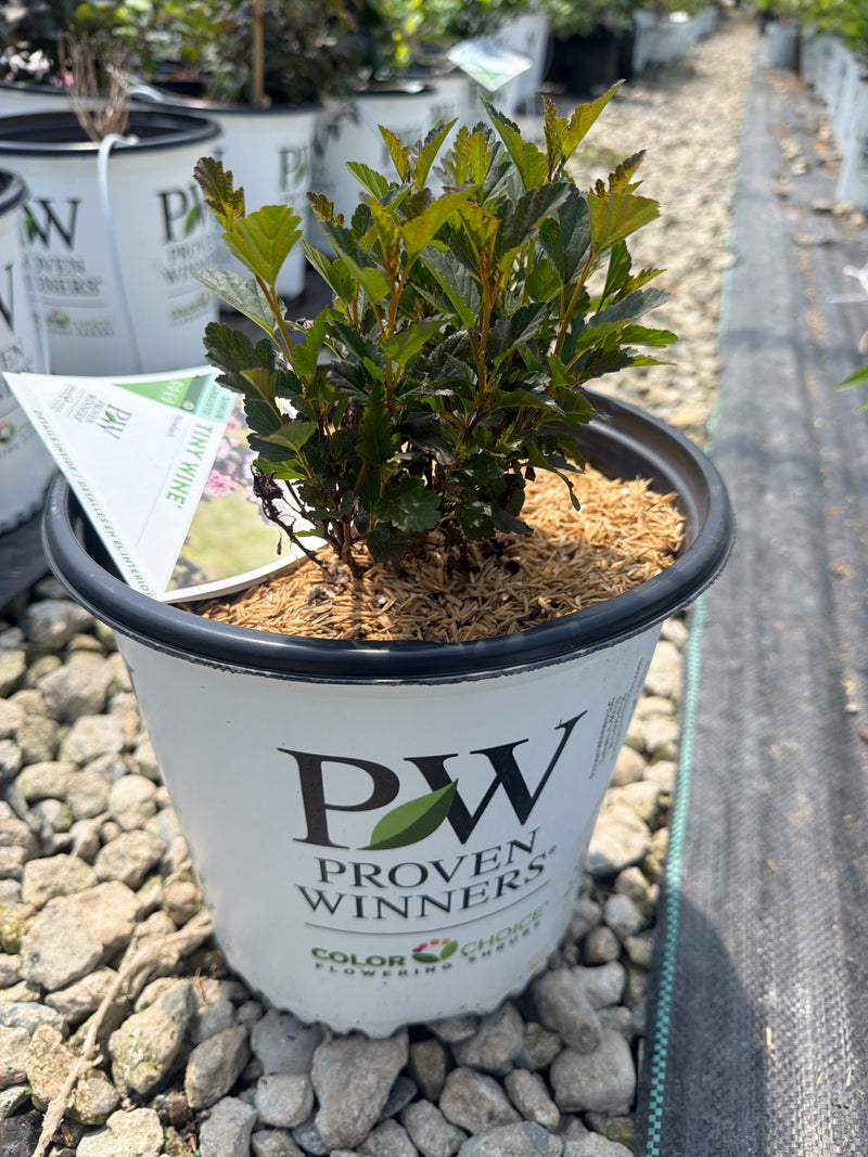 Tiny Wine® Ninebark
