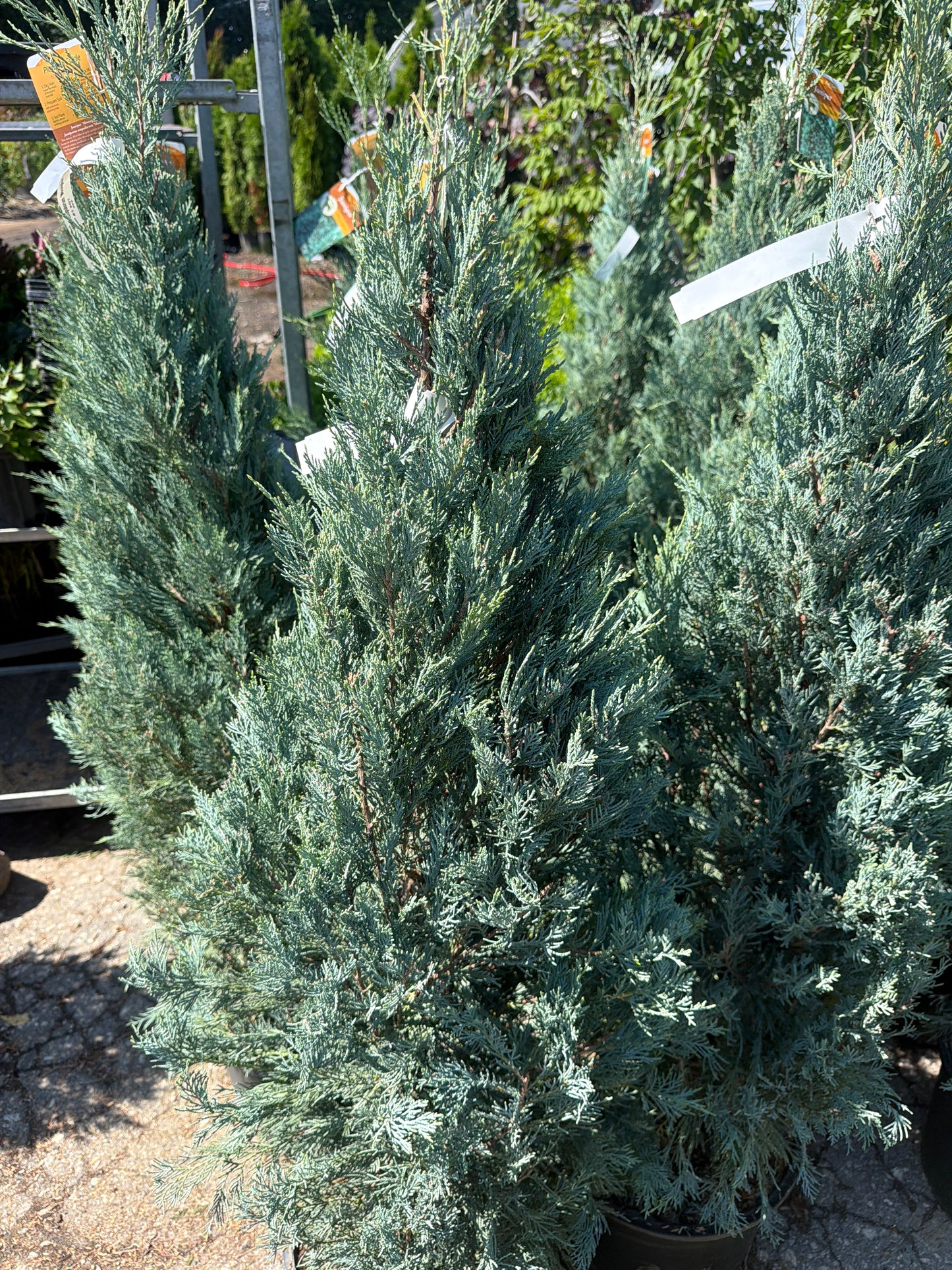 Moonglow Juniper