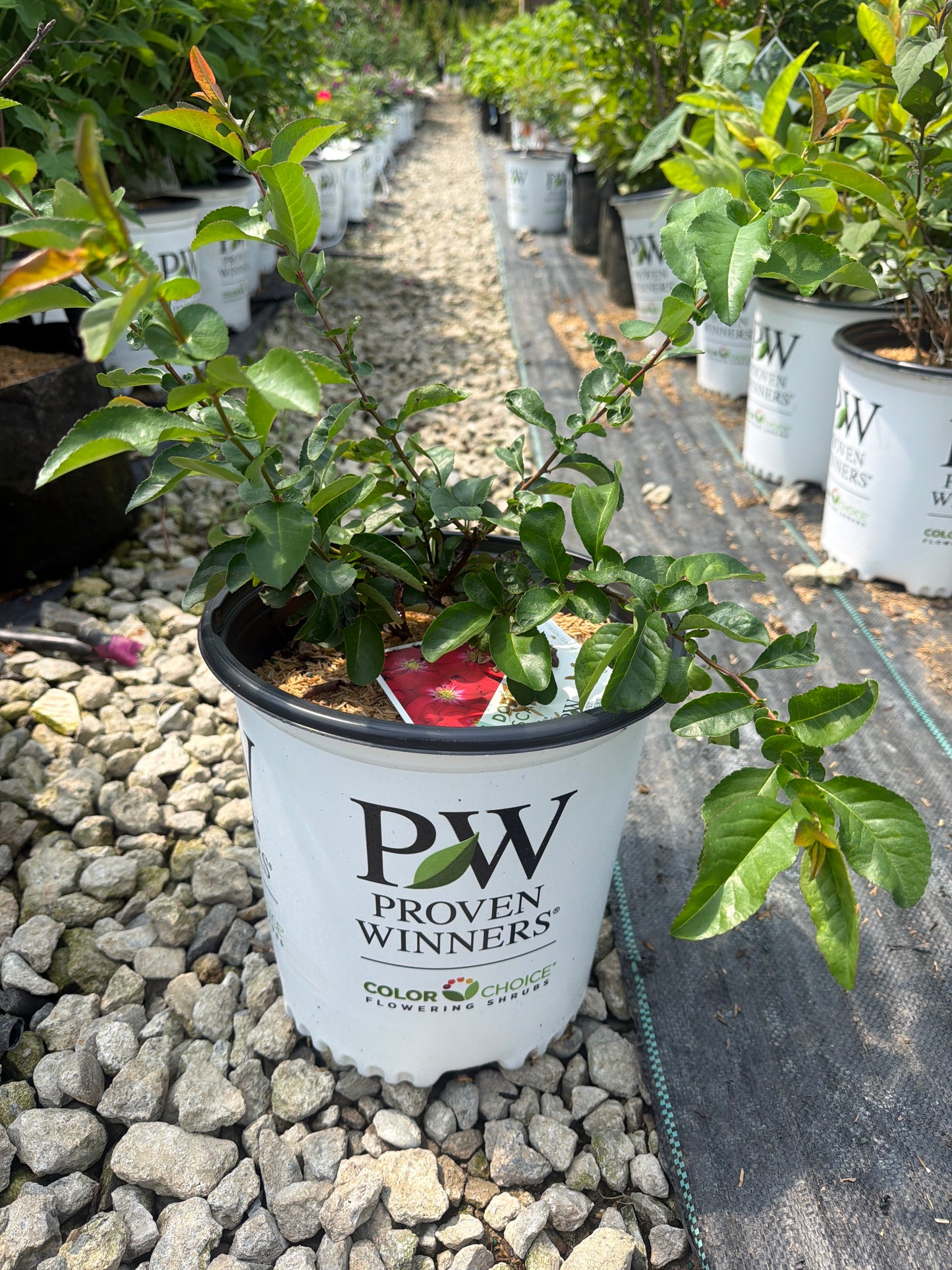Double Take® Scarlet Quince