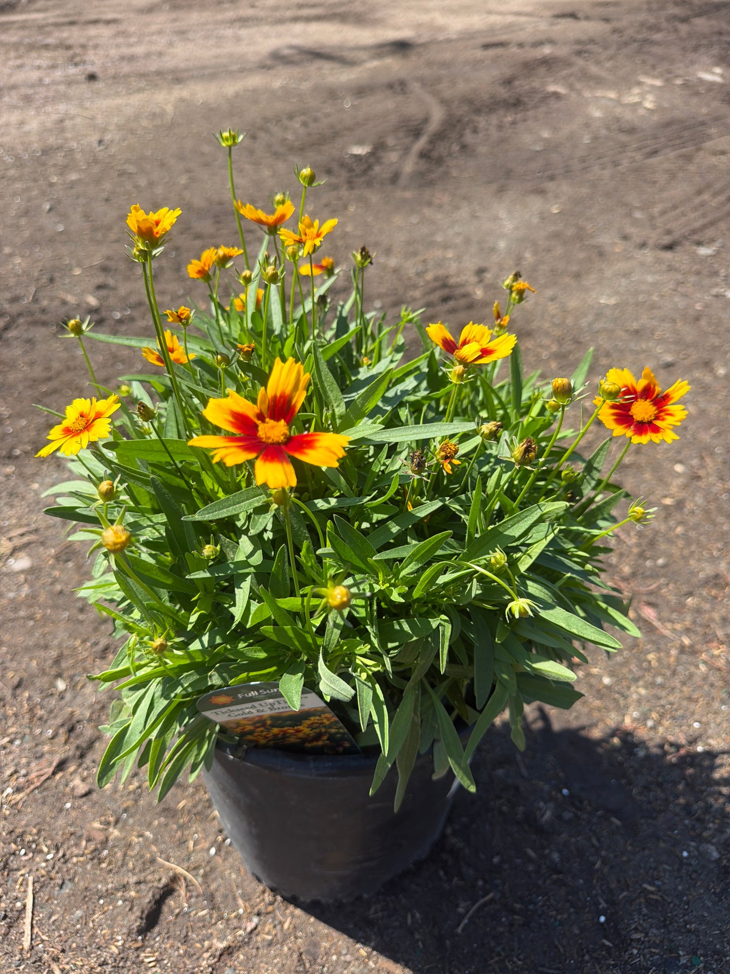 Uptick Gold & Bronze Coreopsis