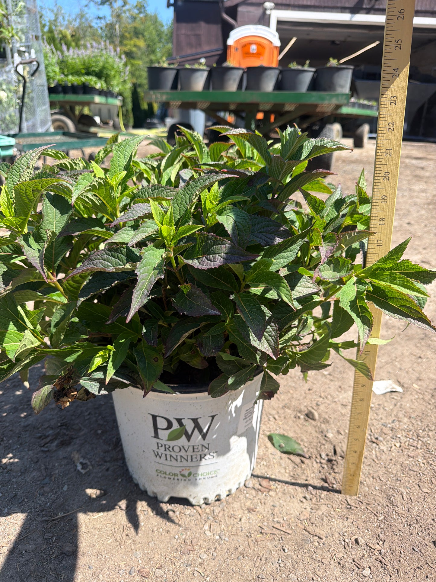 Tiny Tuff Stuff™ Mountain Hydrangea