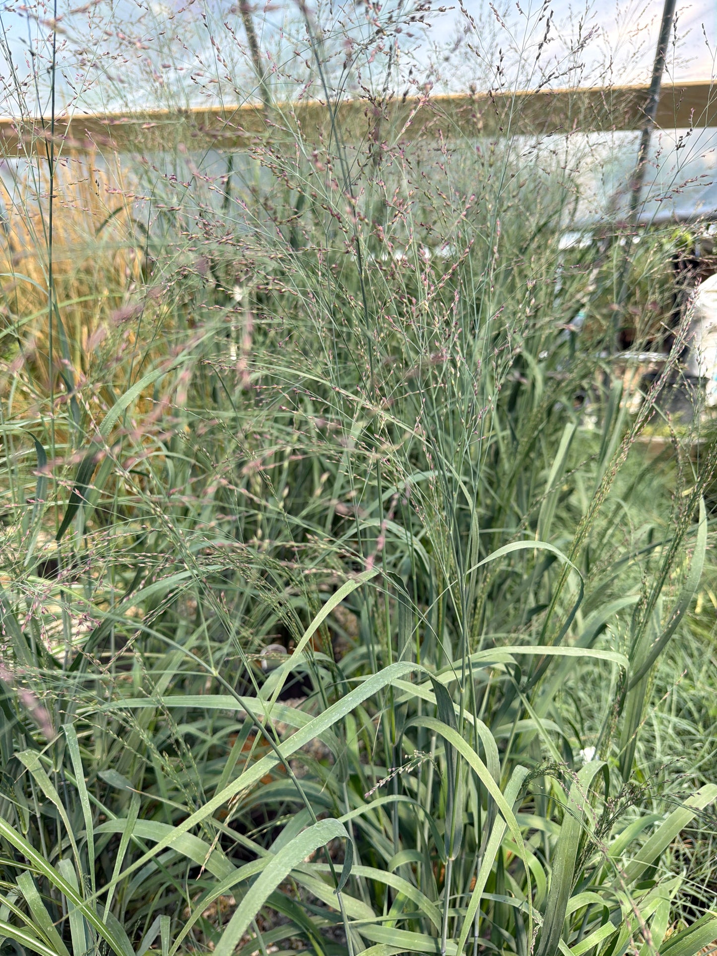 Huggy Purple Switch Grass