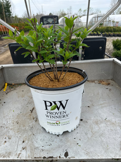 Little Lime® Hydrangea