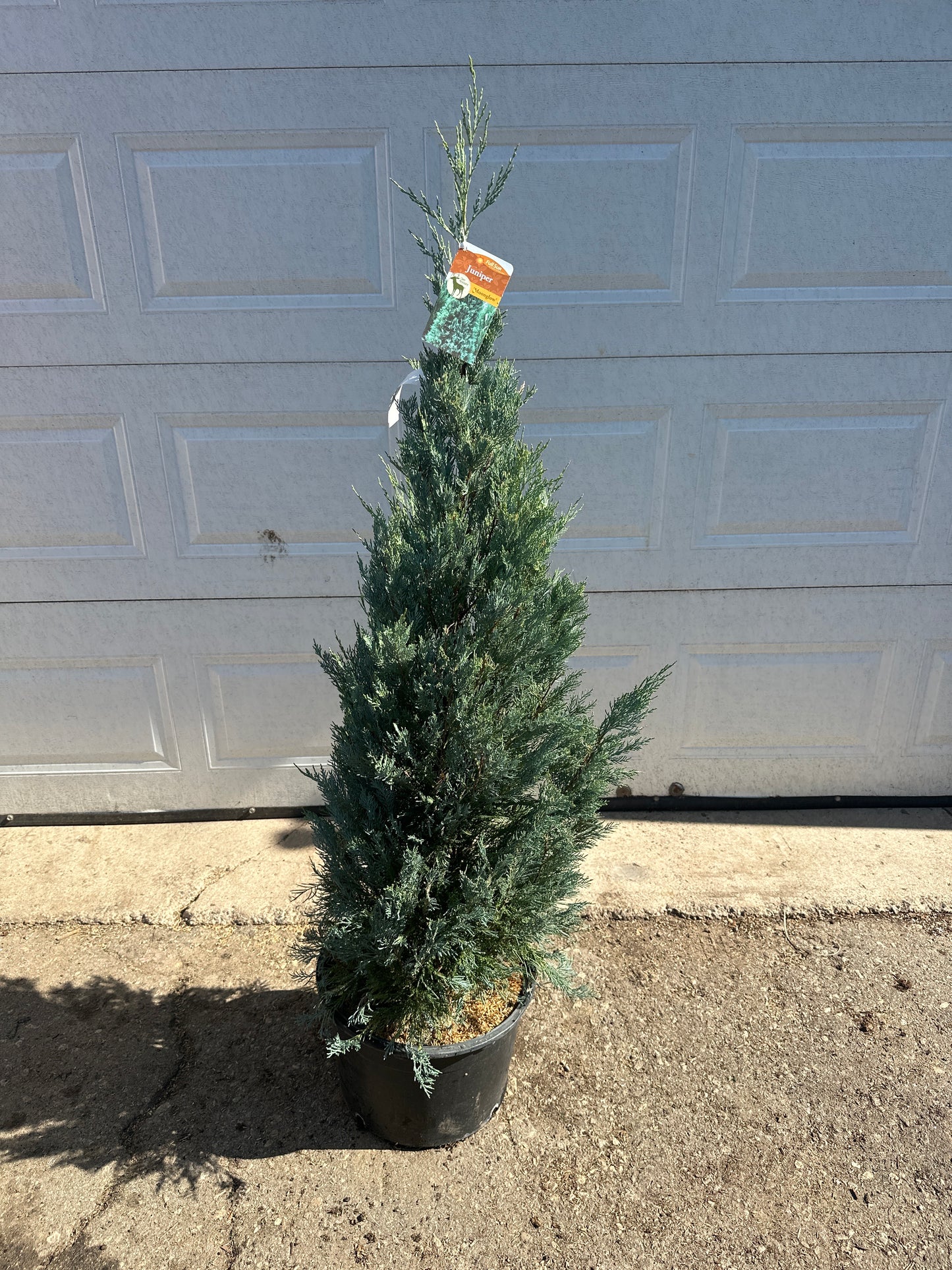 Moonglow Juniper