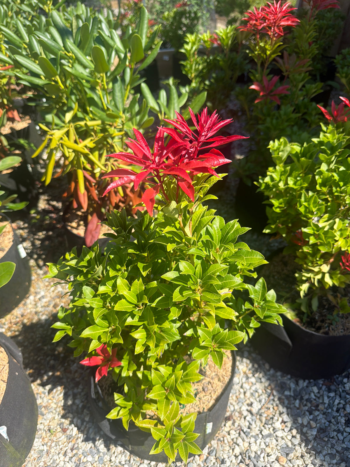Mountain Fire Japanese Pieris