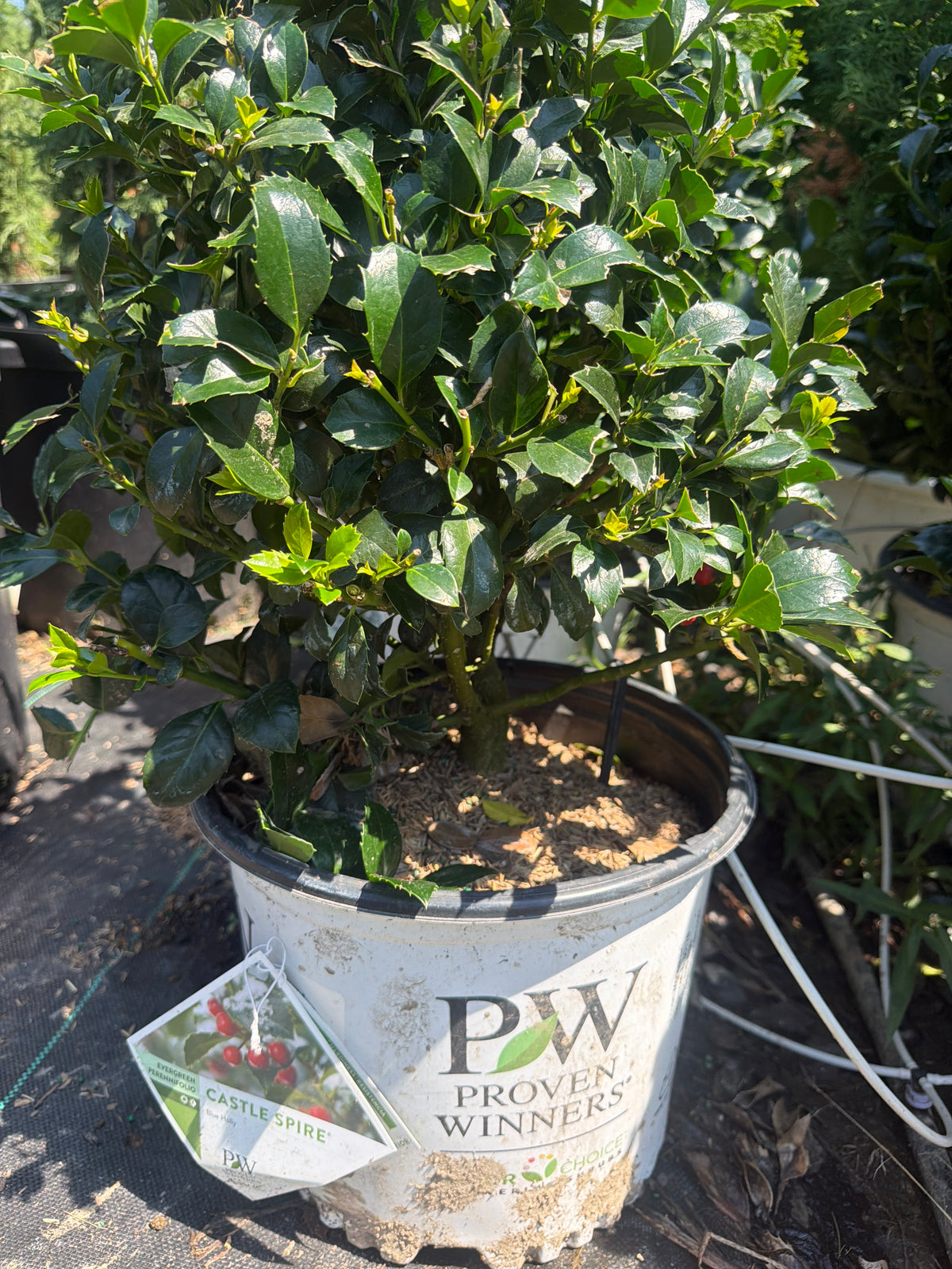 Castle Spire® Meserve Holly
